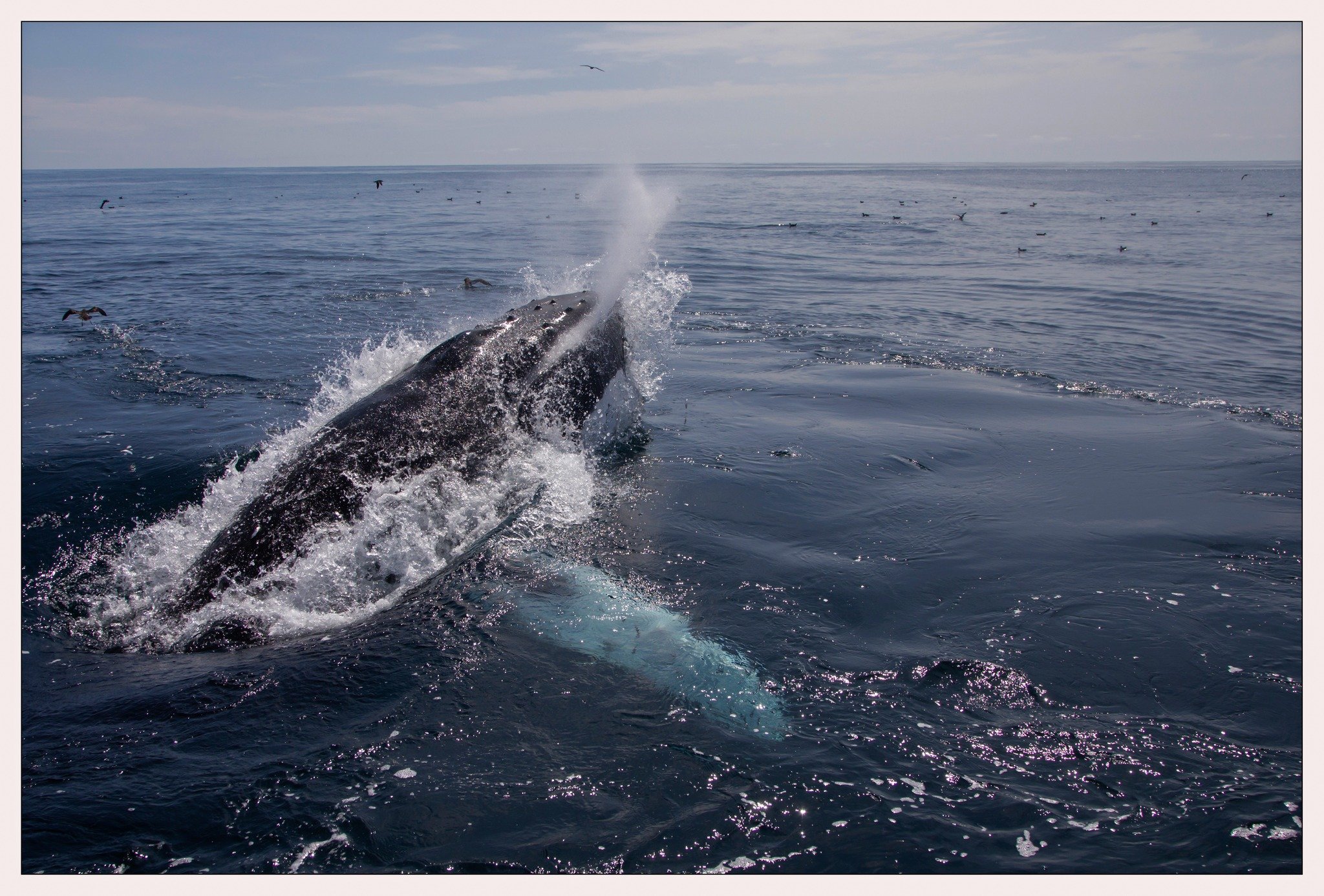 whale blowing.jpg