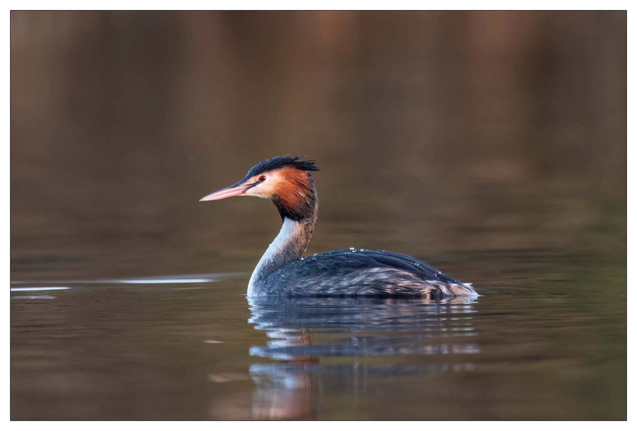 grebe.jpg