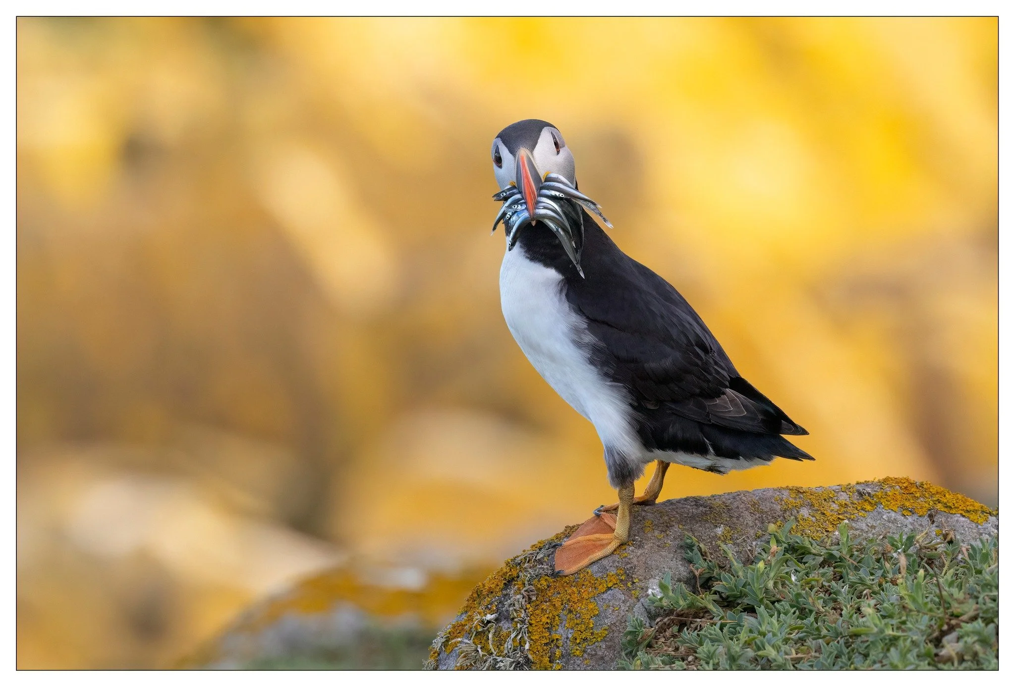 Puffin 5.jpg