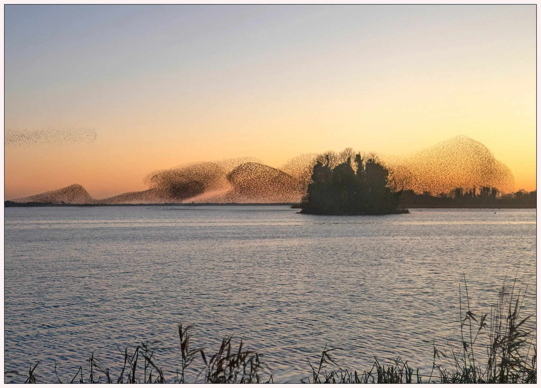 murmuration2.jpg