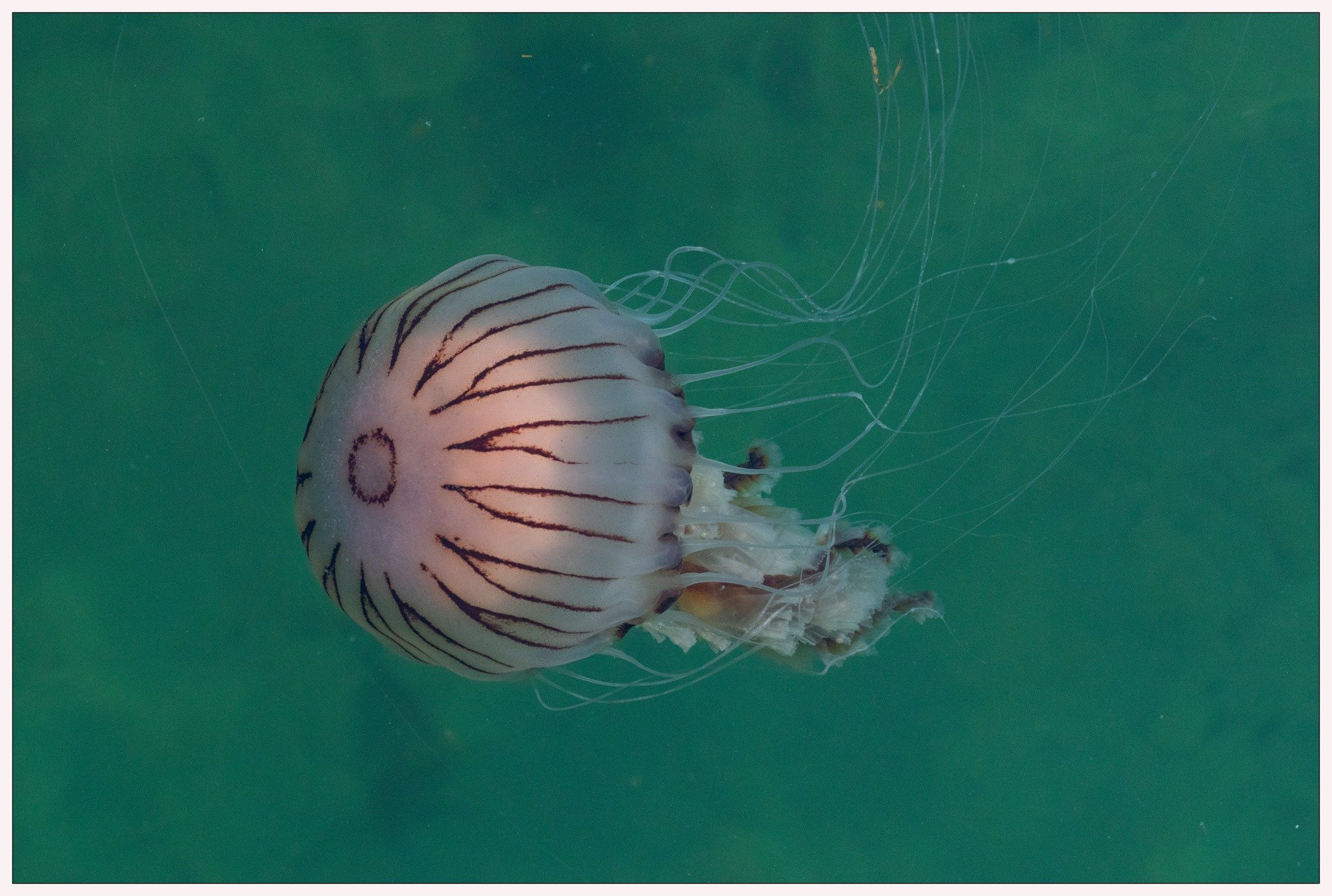 jellyfish.jpg