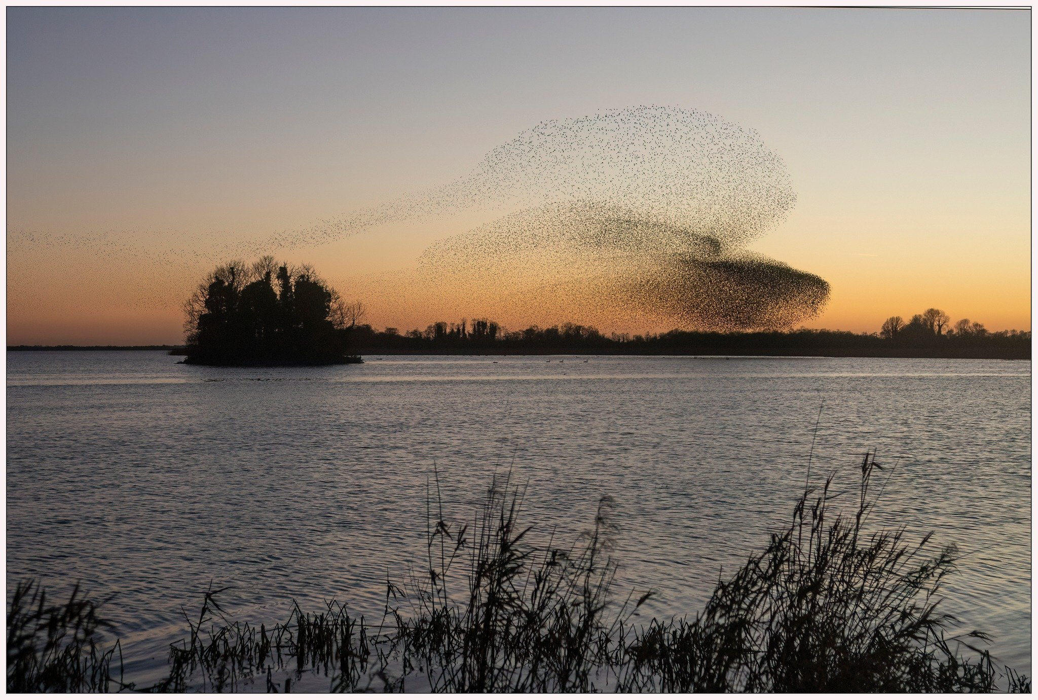 murmuration3.jpg