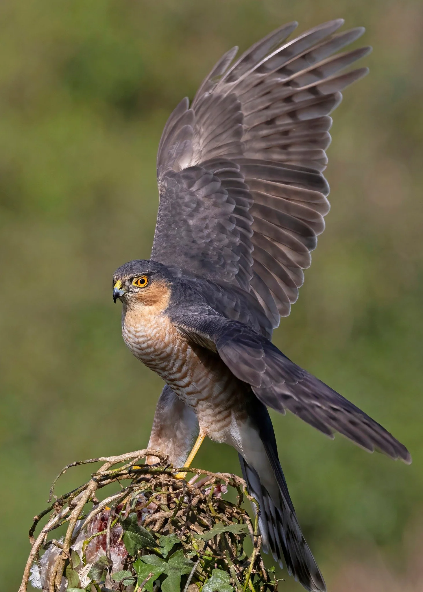 sparrowhawk.jpg