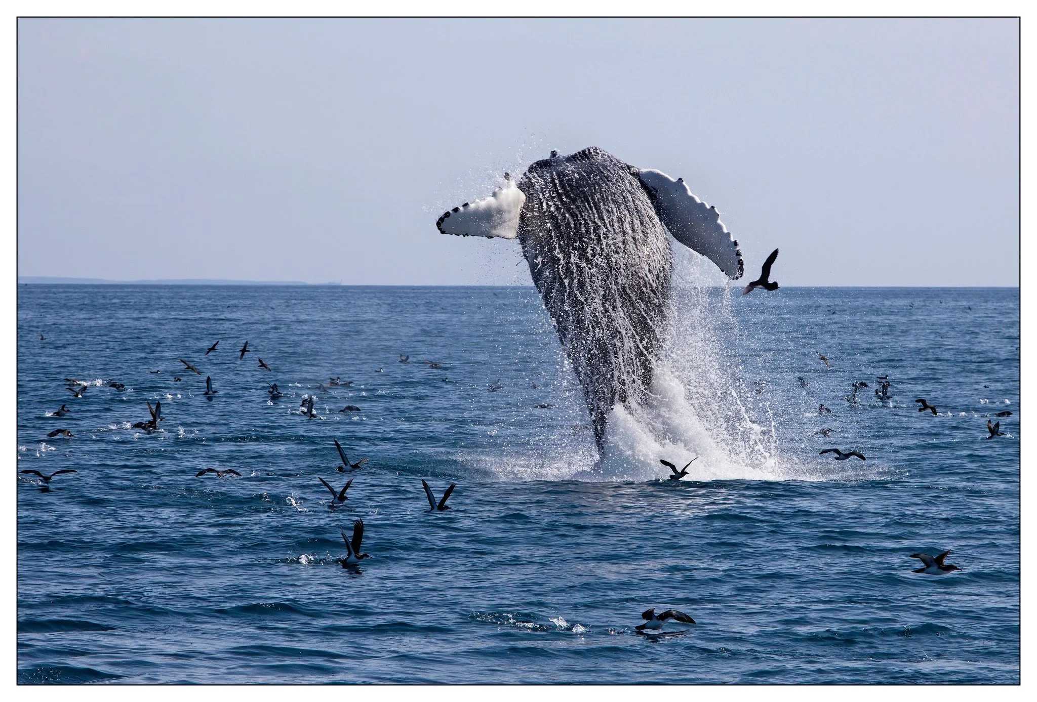 whale jump.jpg