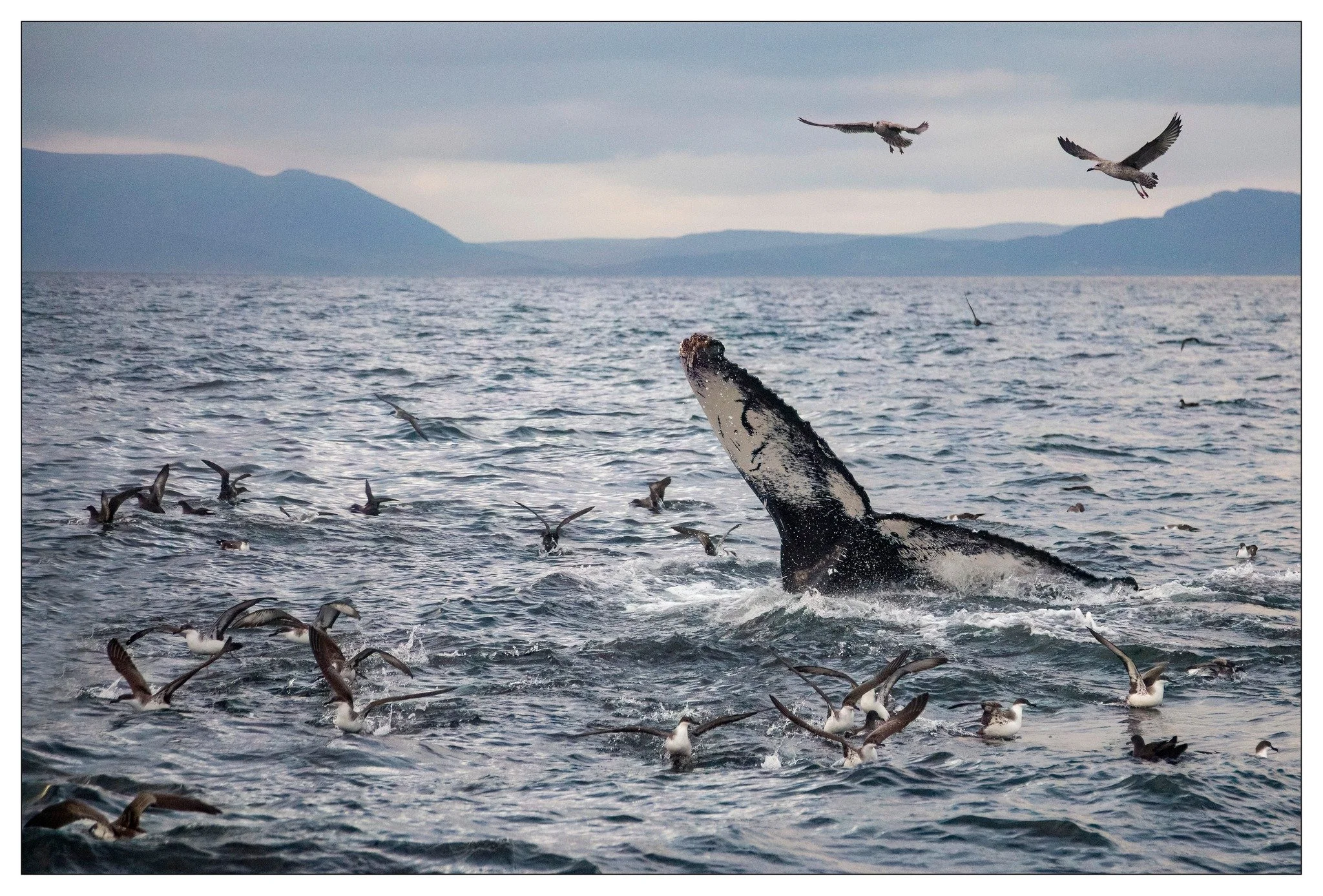 Whale Tail.jpg
