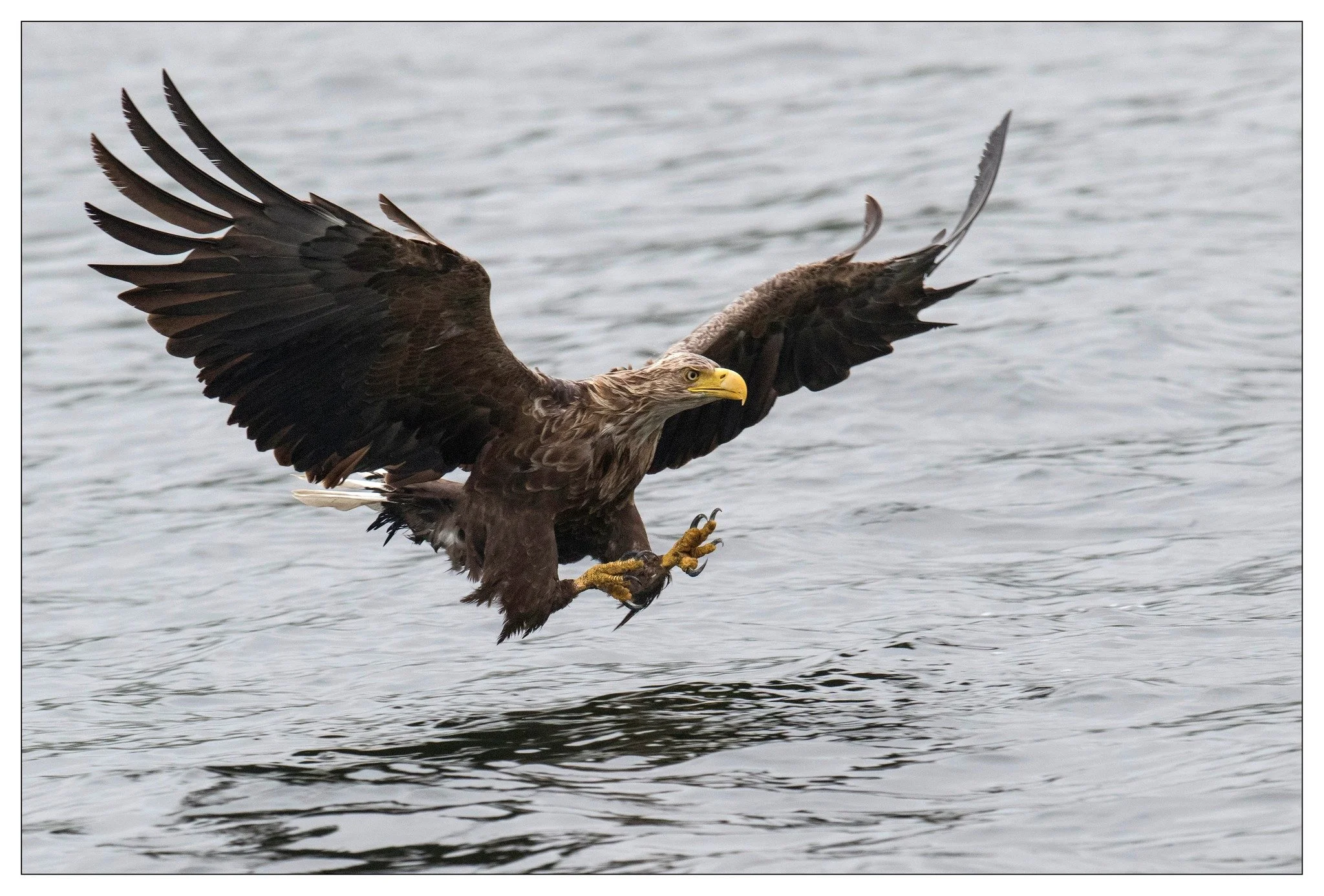 Seagle.jpg