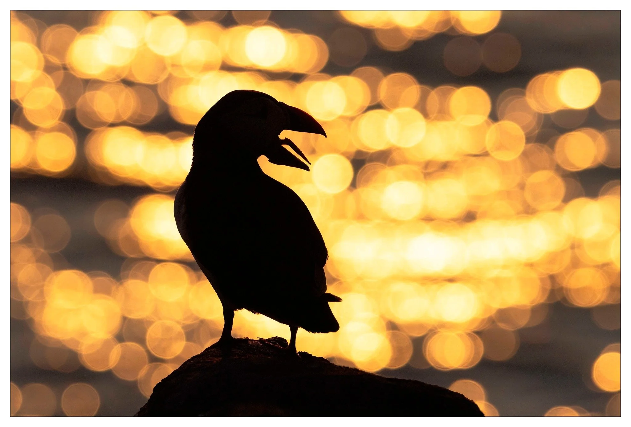 puffin silhoutte.jpg