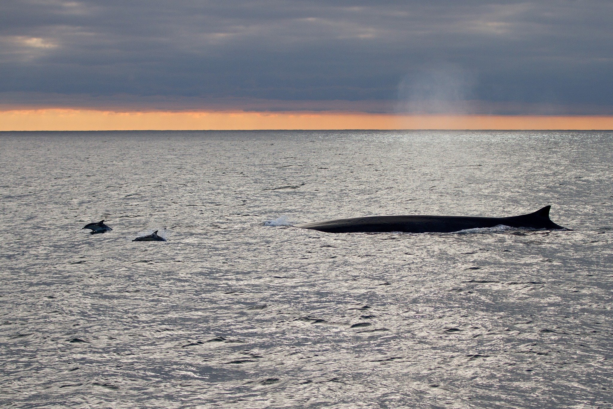 whale and dolphins.jpg