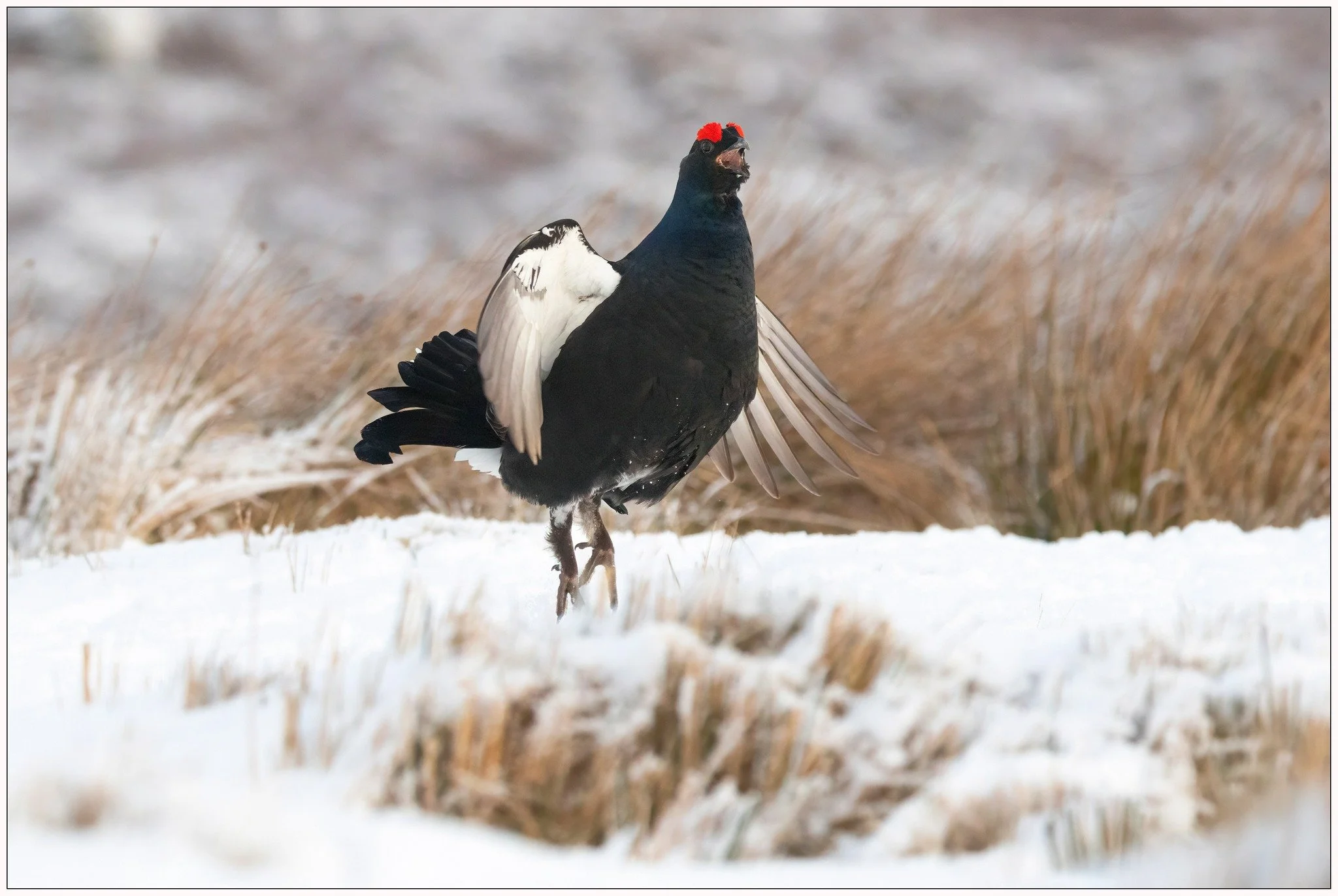 Black Grouse 5.jpg