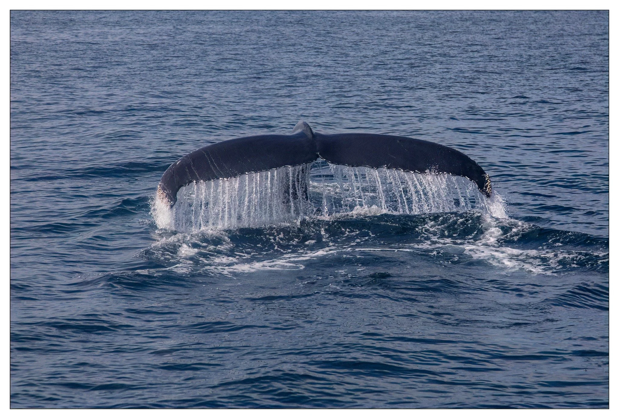 whale tail2.jpg