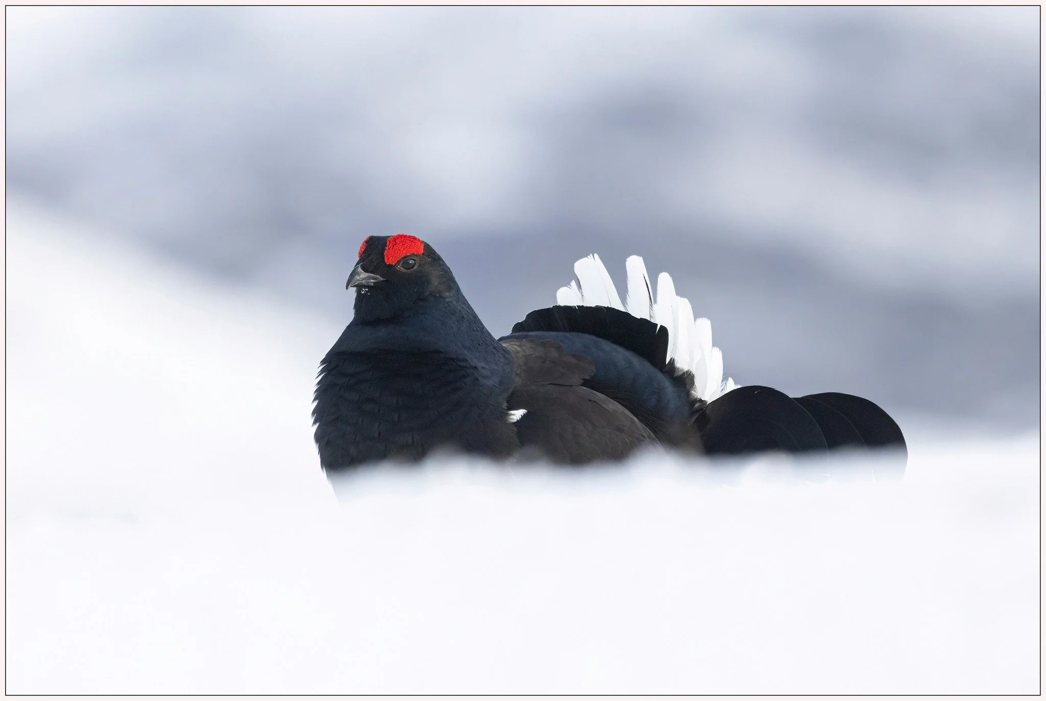 Black Grouse 2.jpg