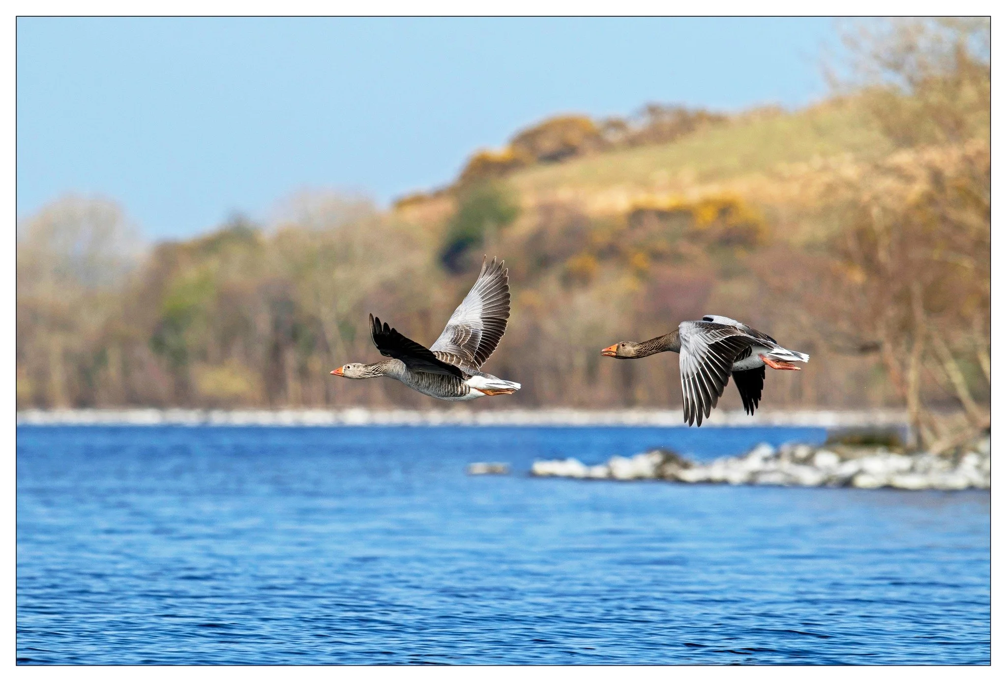 geese.jpg