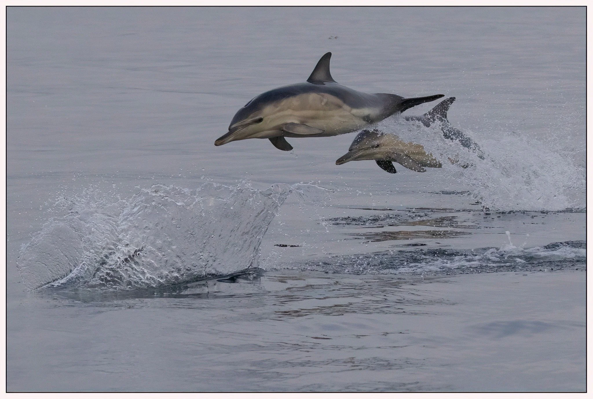 Dolphins.jpg