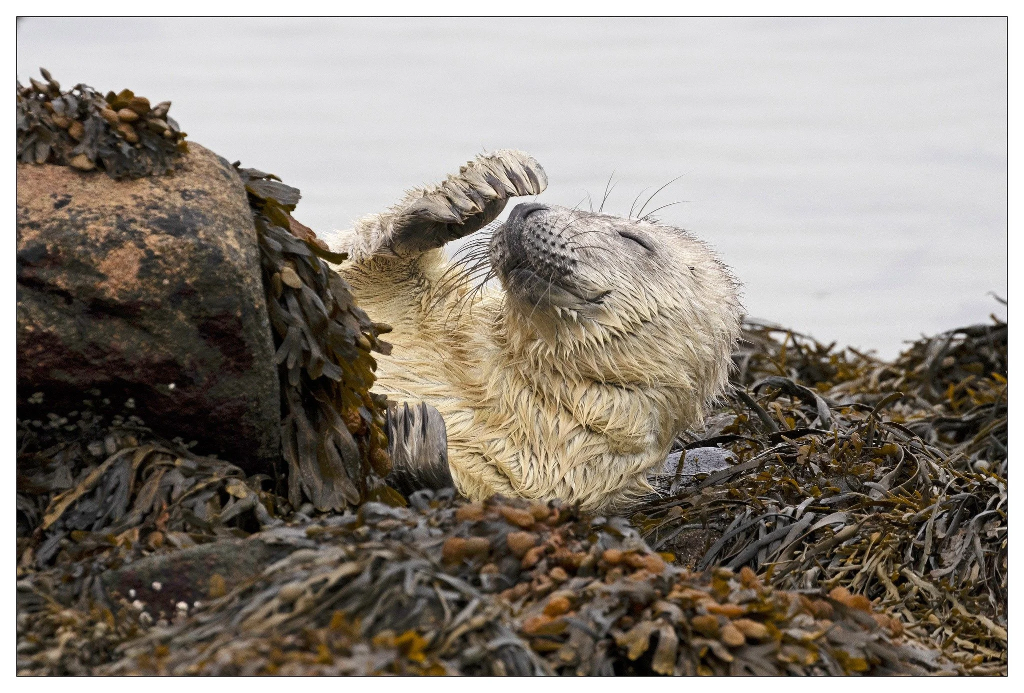 seal.jpg