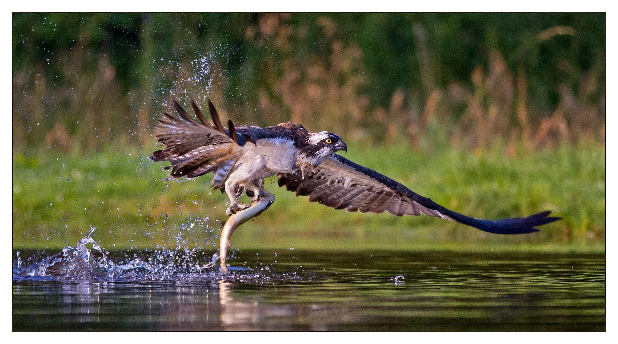 Osprey.jpg
