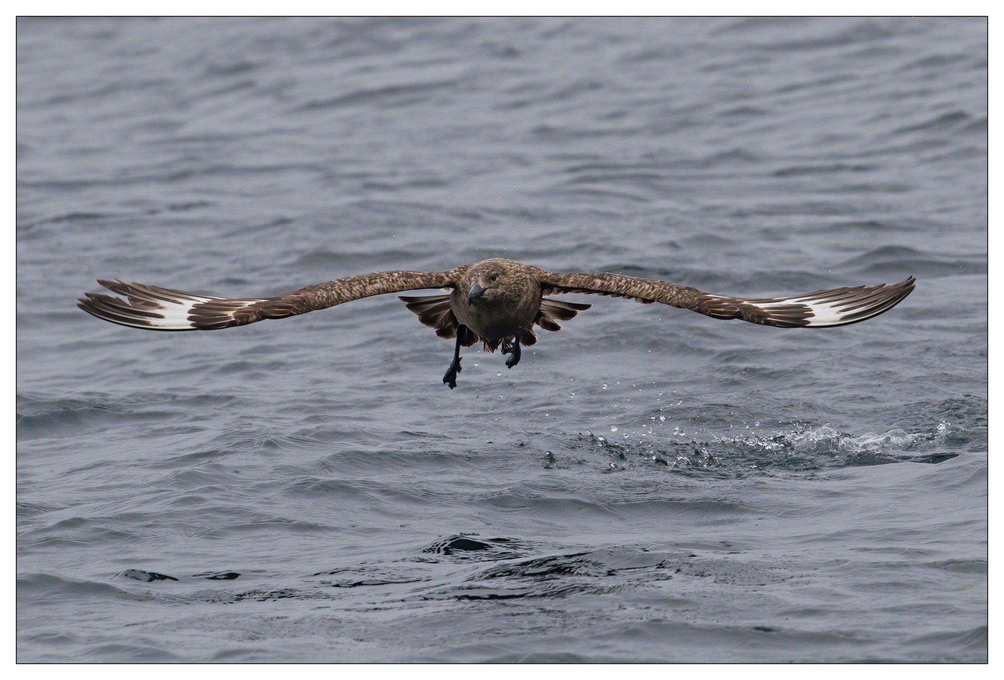 skua.jpg