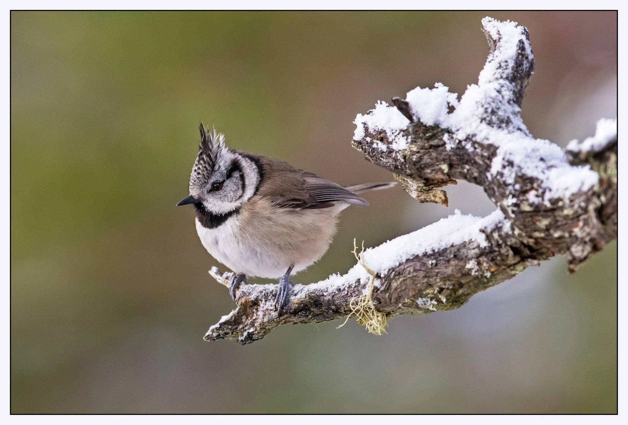 crested tit.jpg