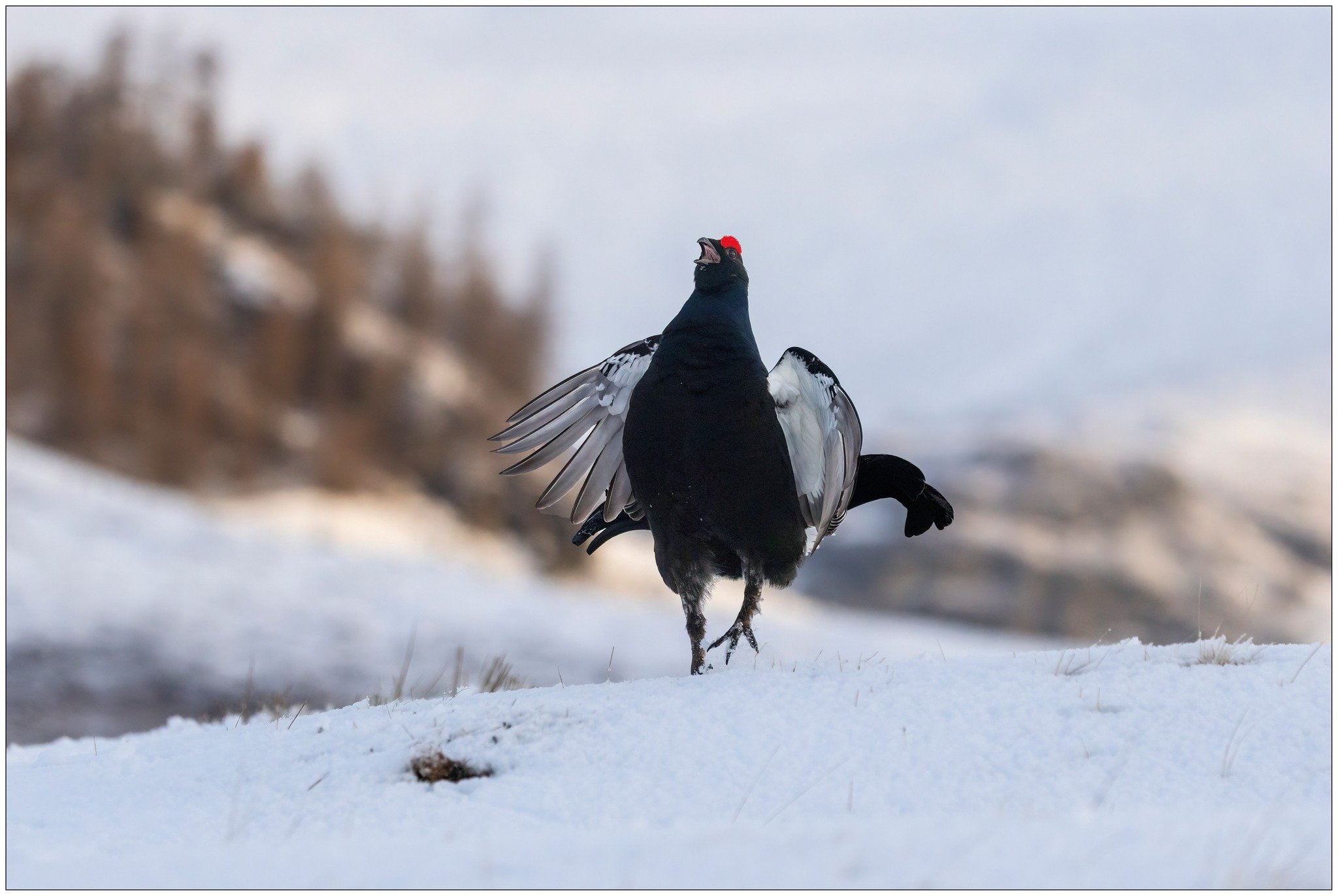 Black Grouse 3.jpg