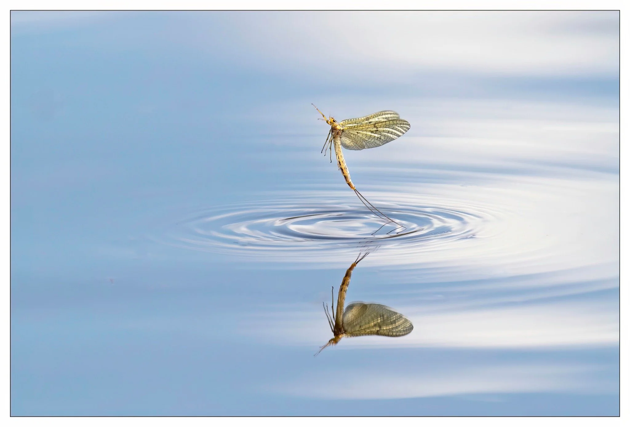 mafly flying.jpg
