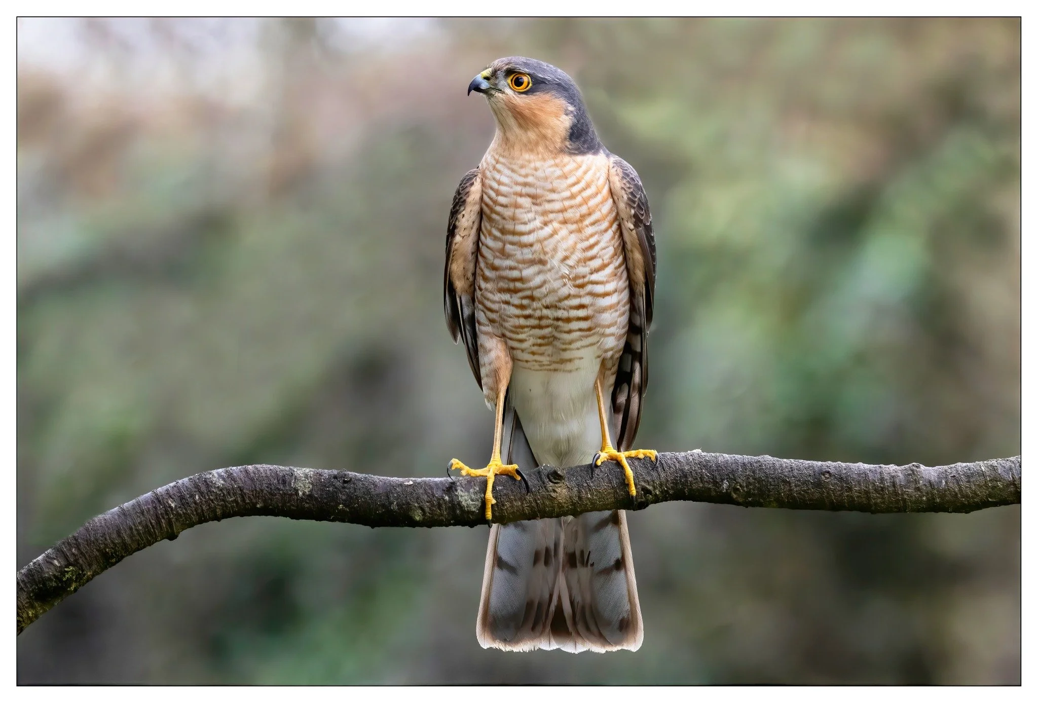 sparrowhawk2.jpg