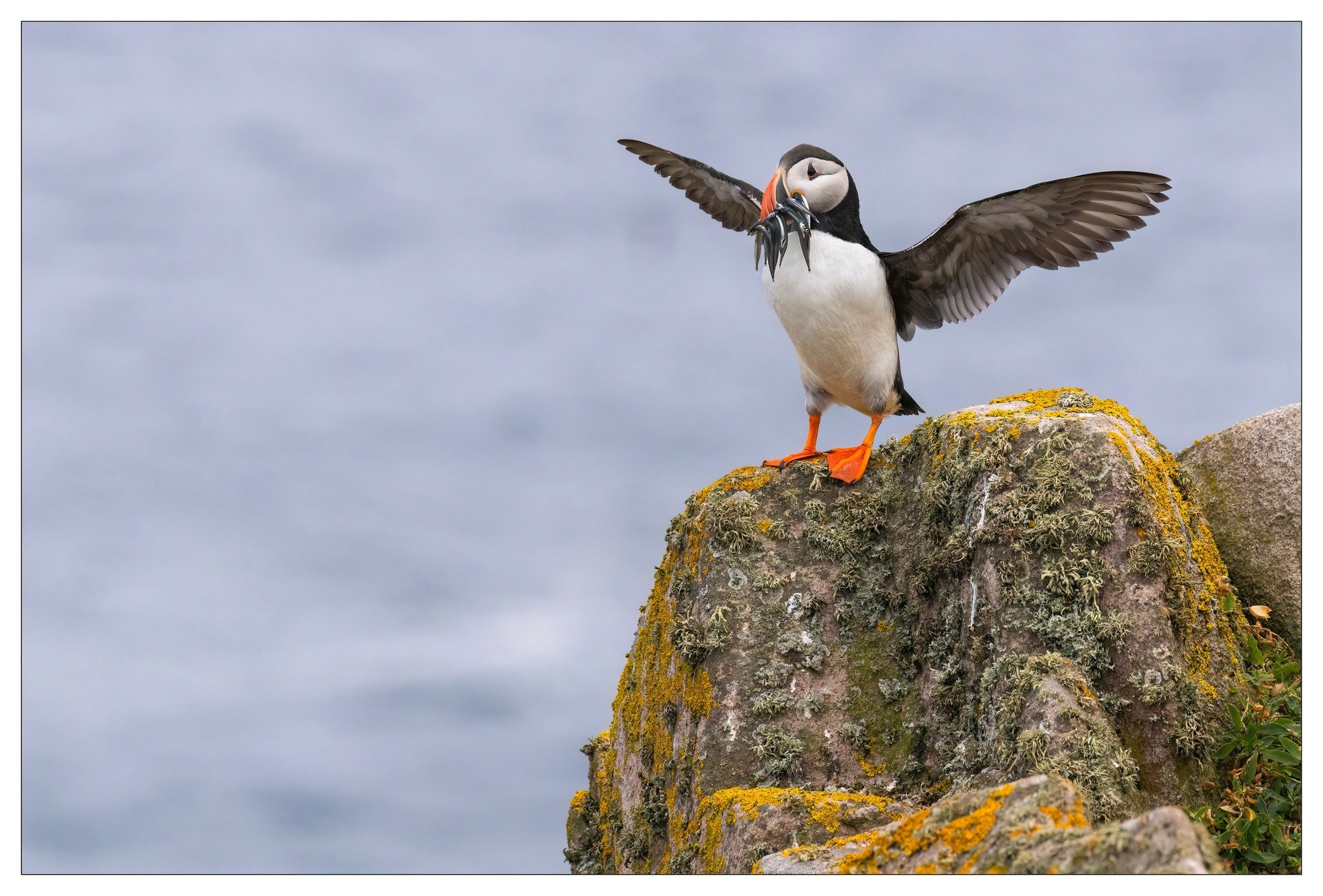 Puffin 3.jpg