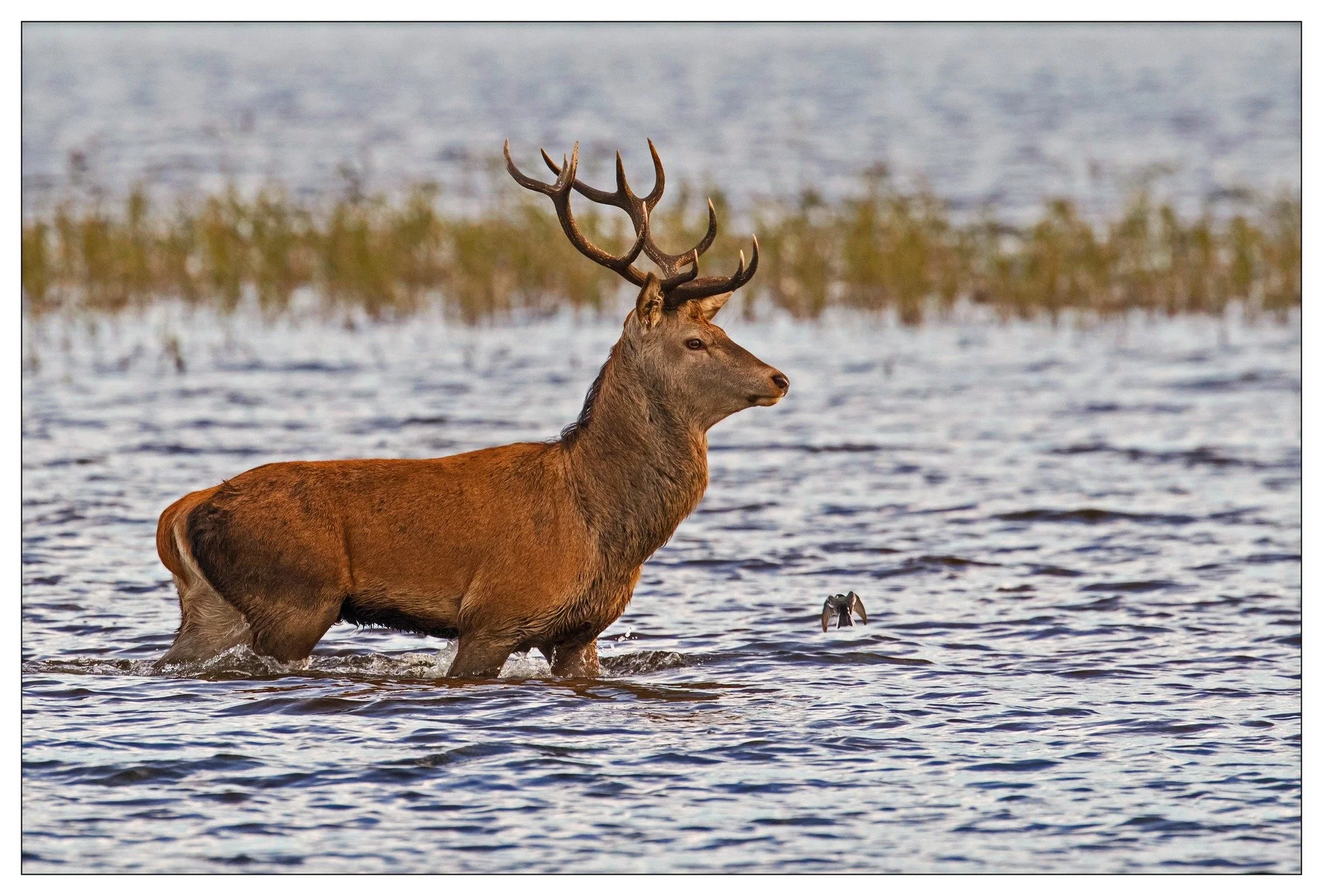 Deer 2.jpg