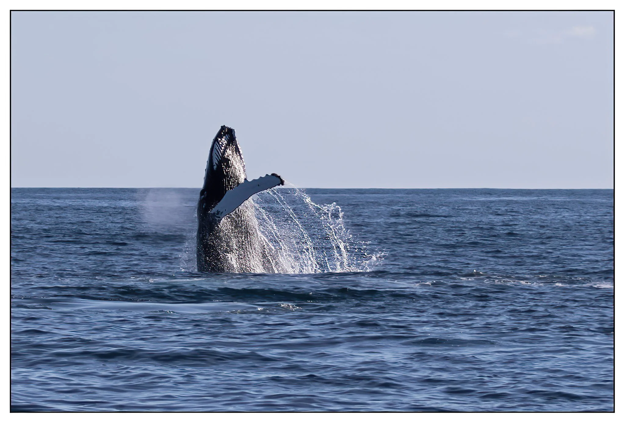 whale breach.jpg