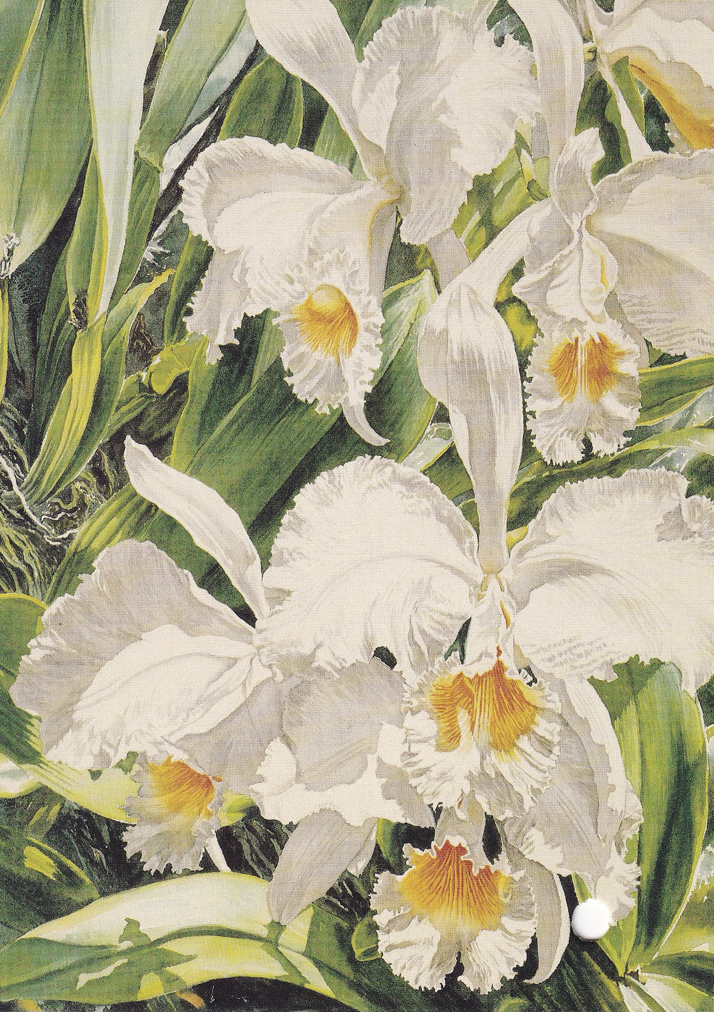 White Cattleya Orchids