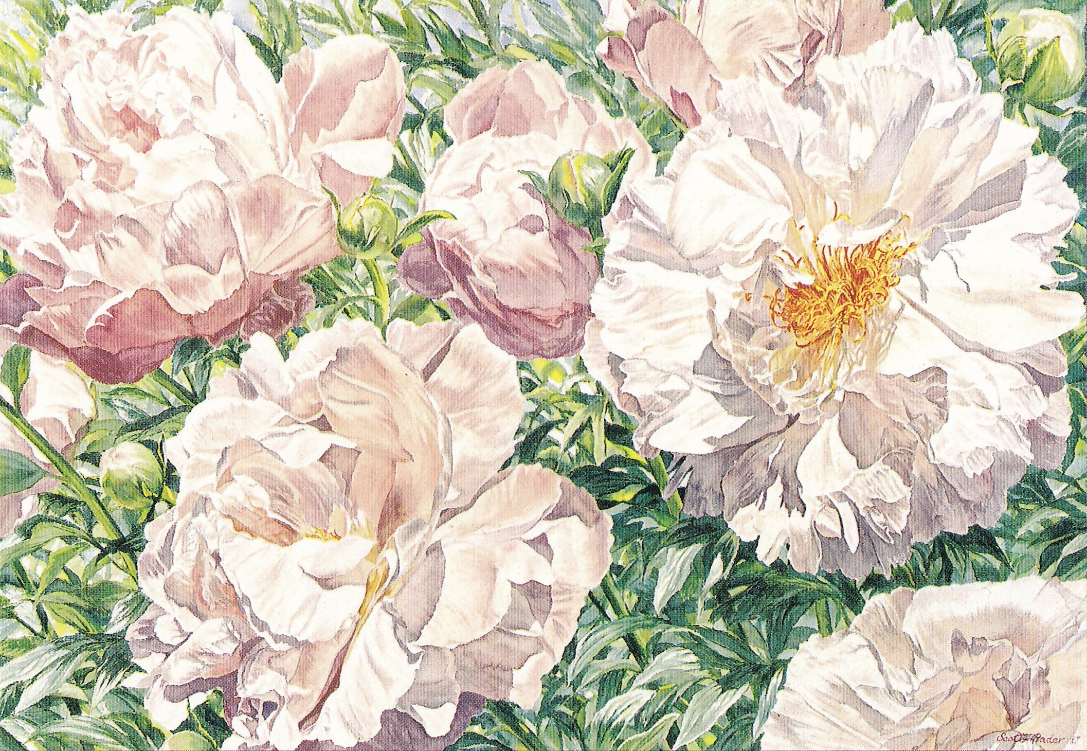 Peonies