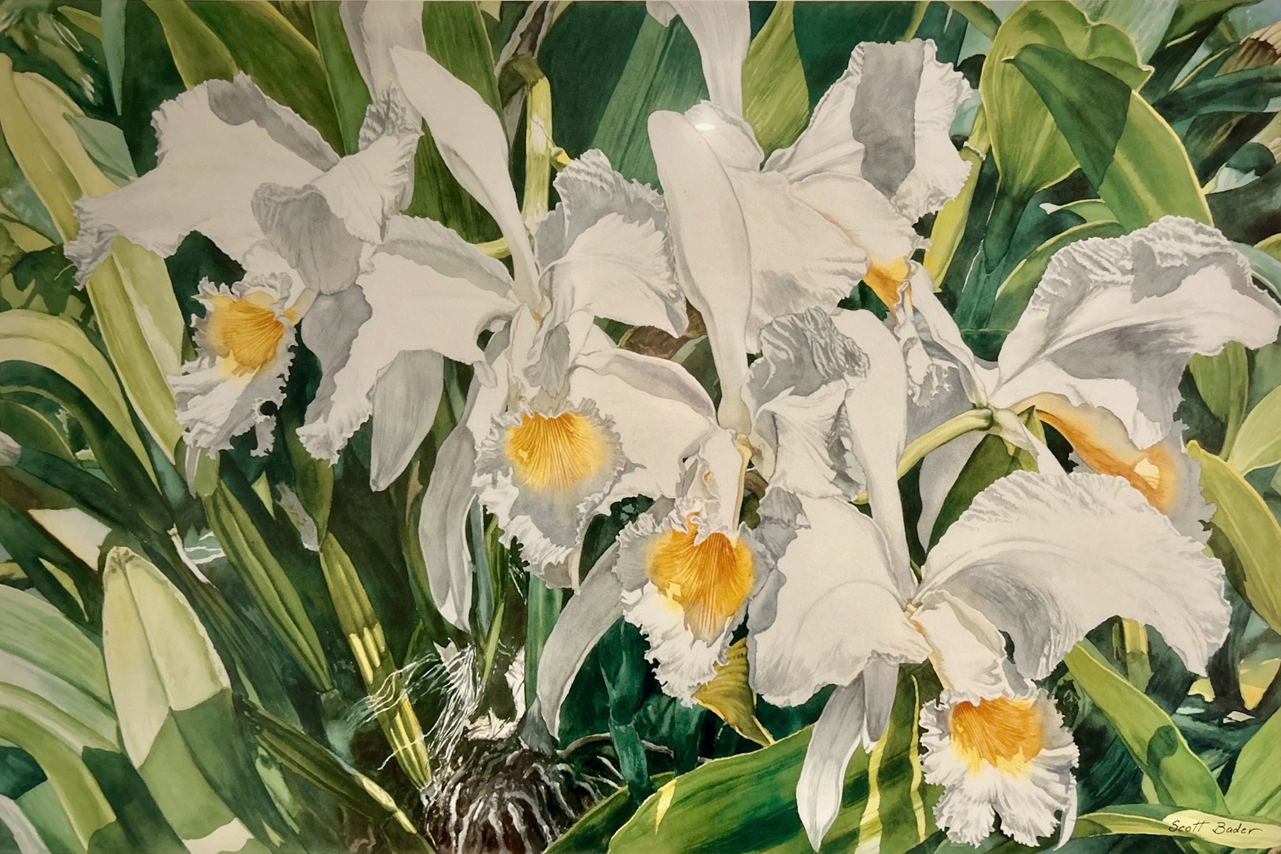 Cattleyas