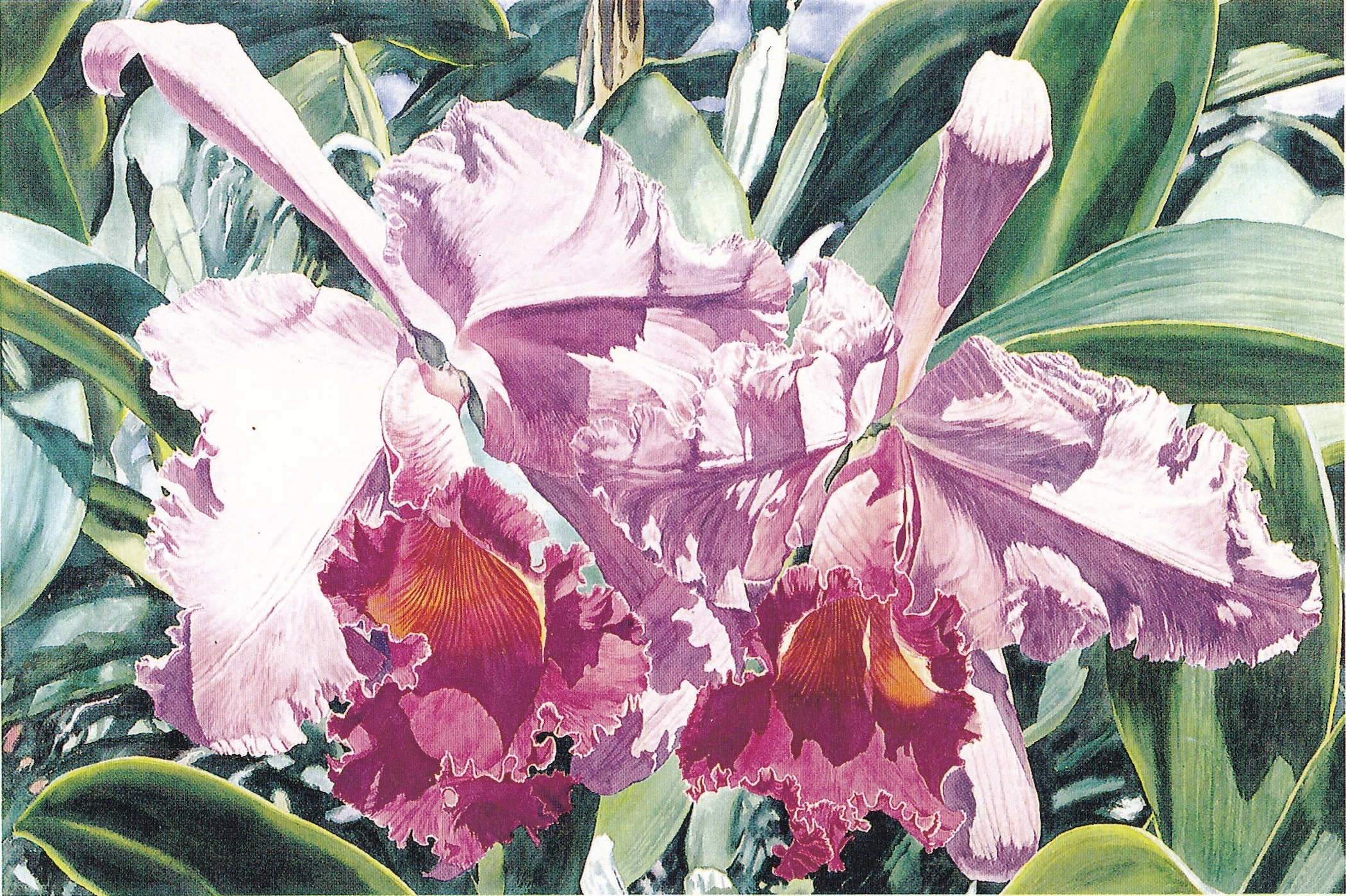 Double Cattleya