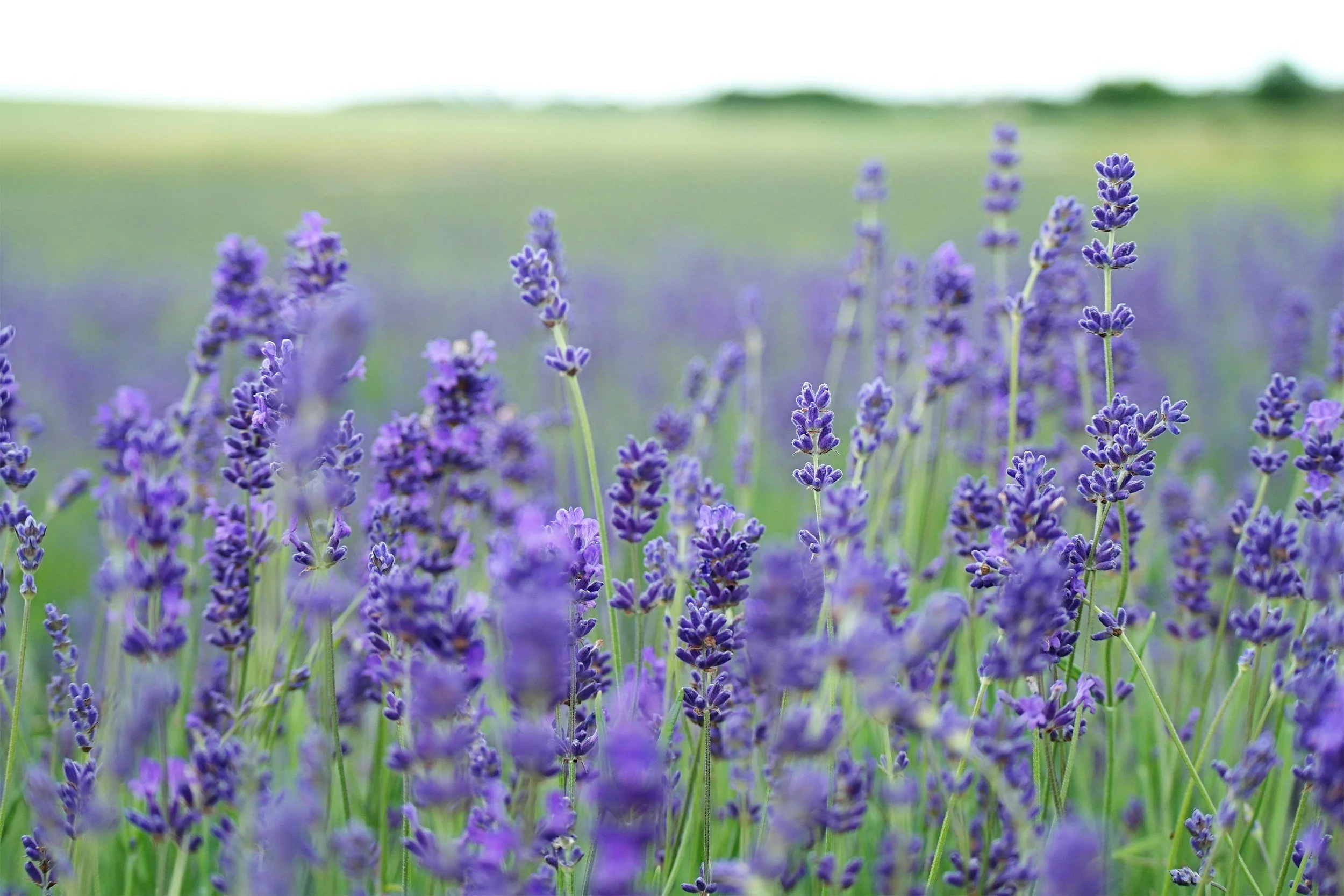 A field of blooming lavender flowers with a blurry background of green and sky.