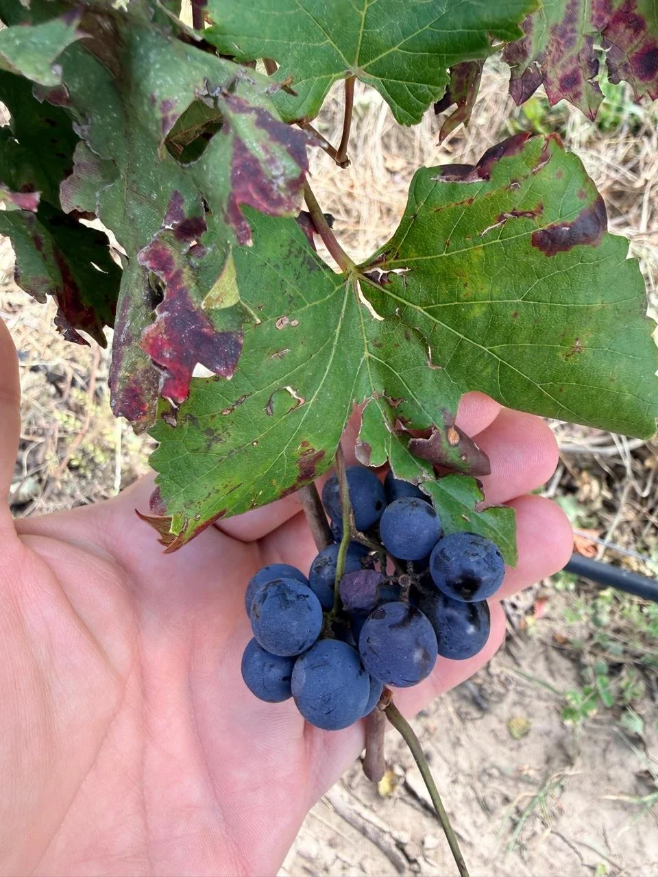 ¿Sabías que el vino puede tener 3 tipos de aromas?