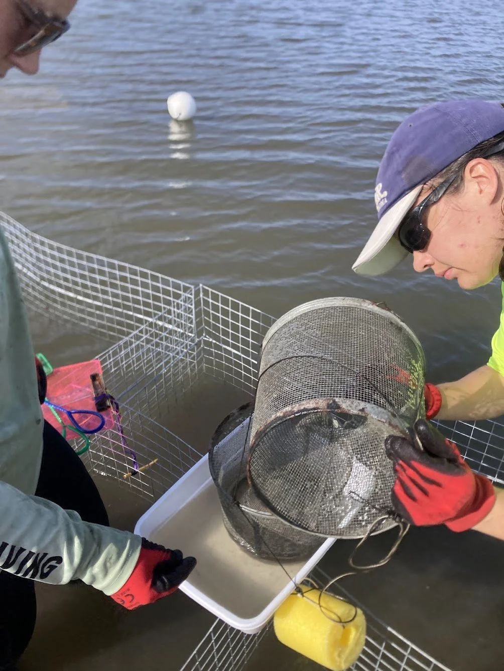 Oyster Reef Restoration