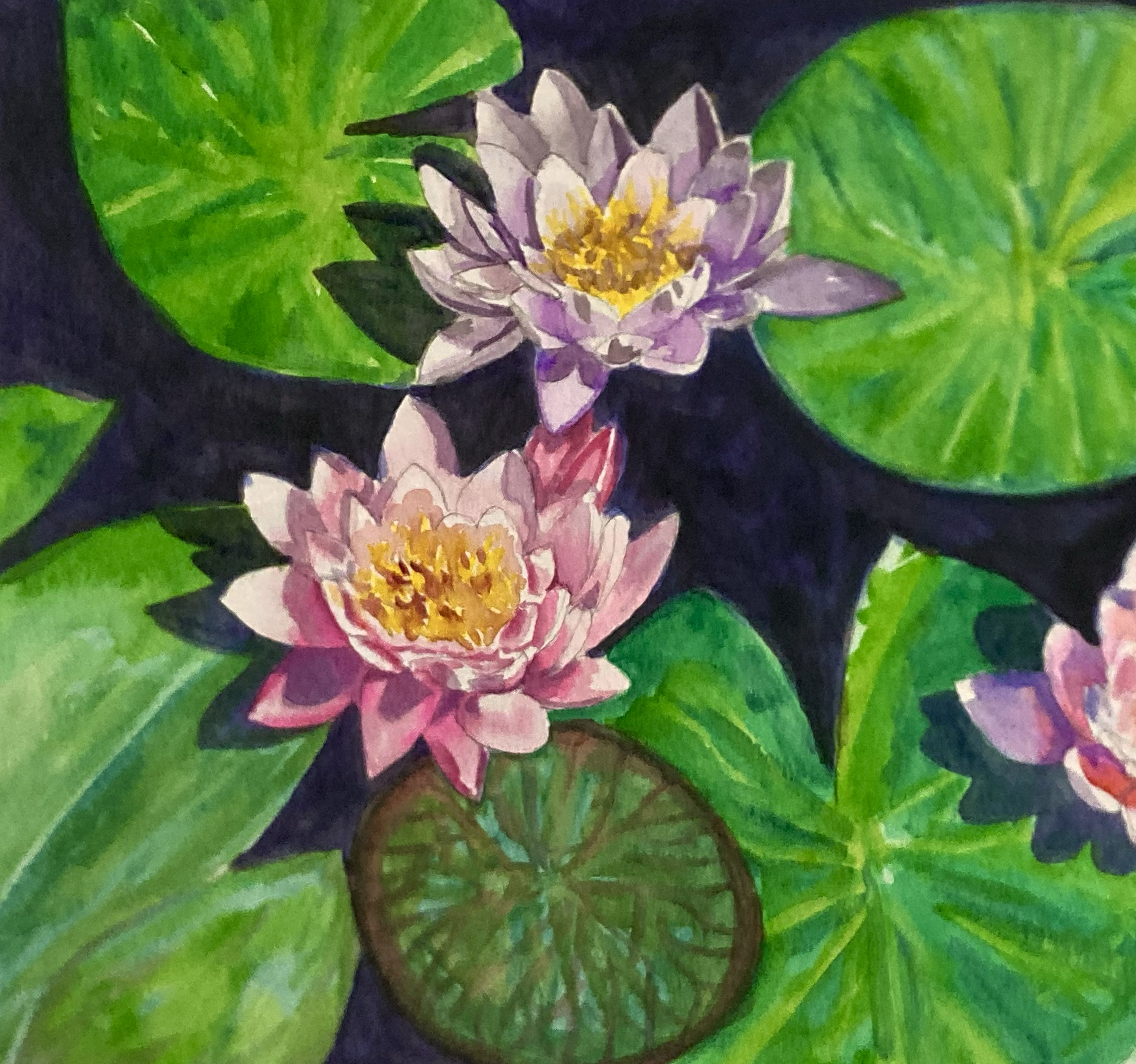 Lilies