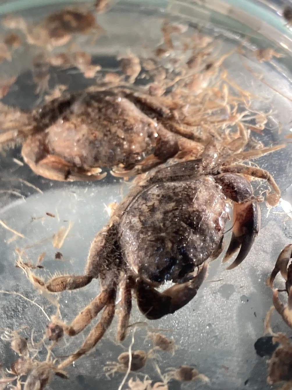 Mud Crab Parasite: Loxothylacus panopaei