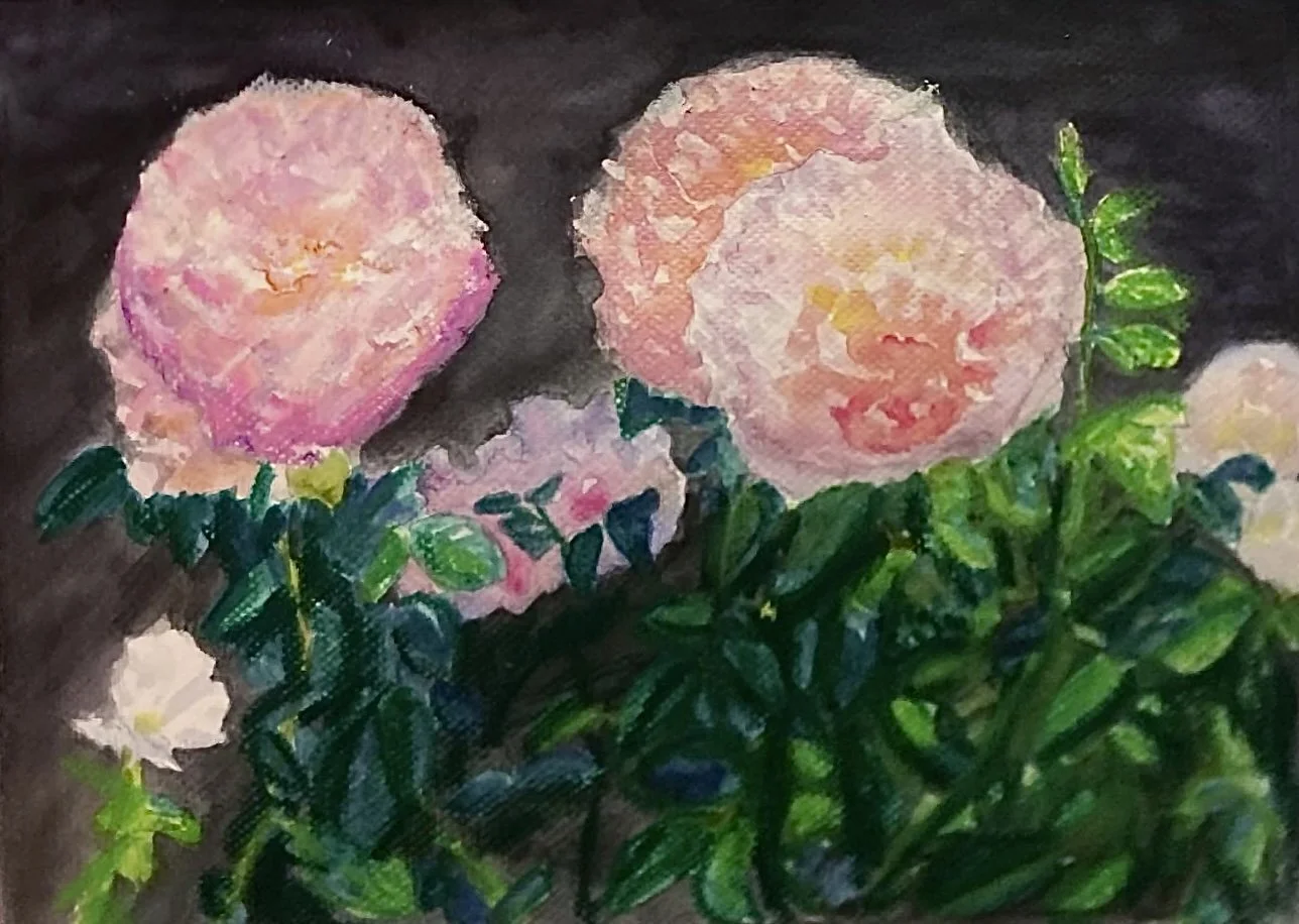 Shrub Roses
