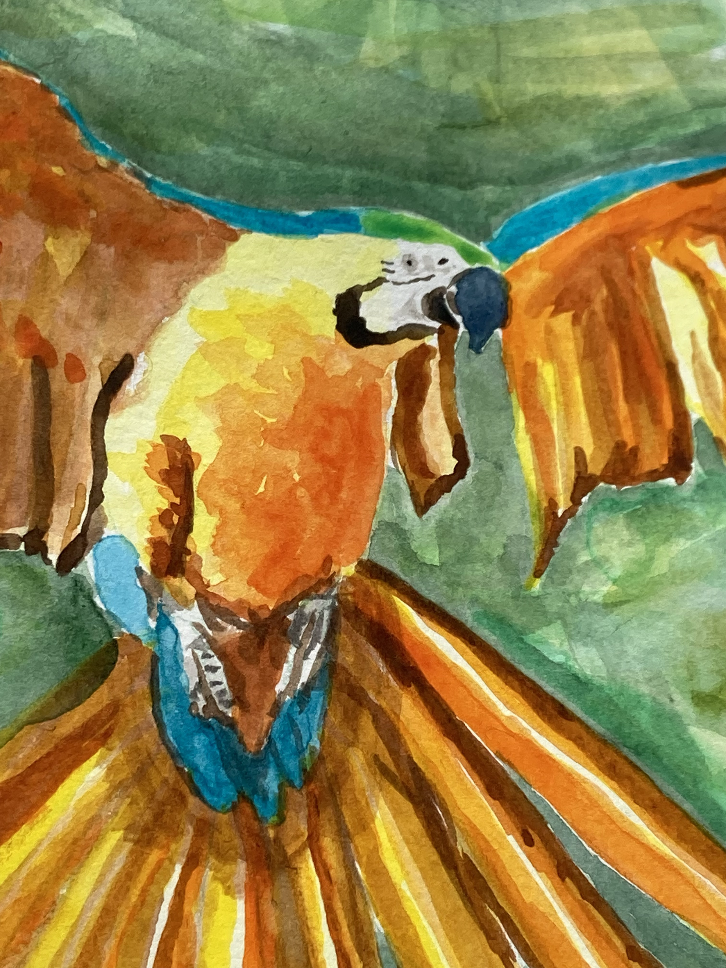 Blue Macaw