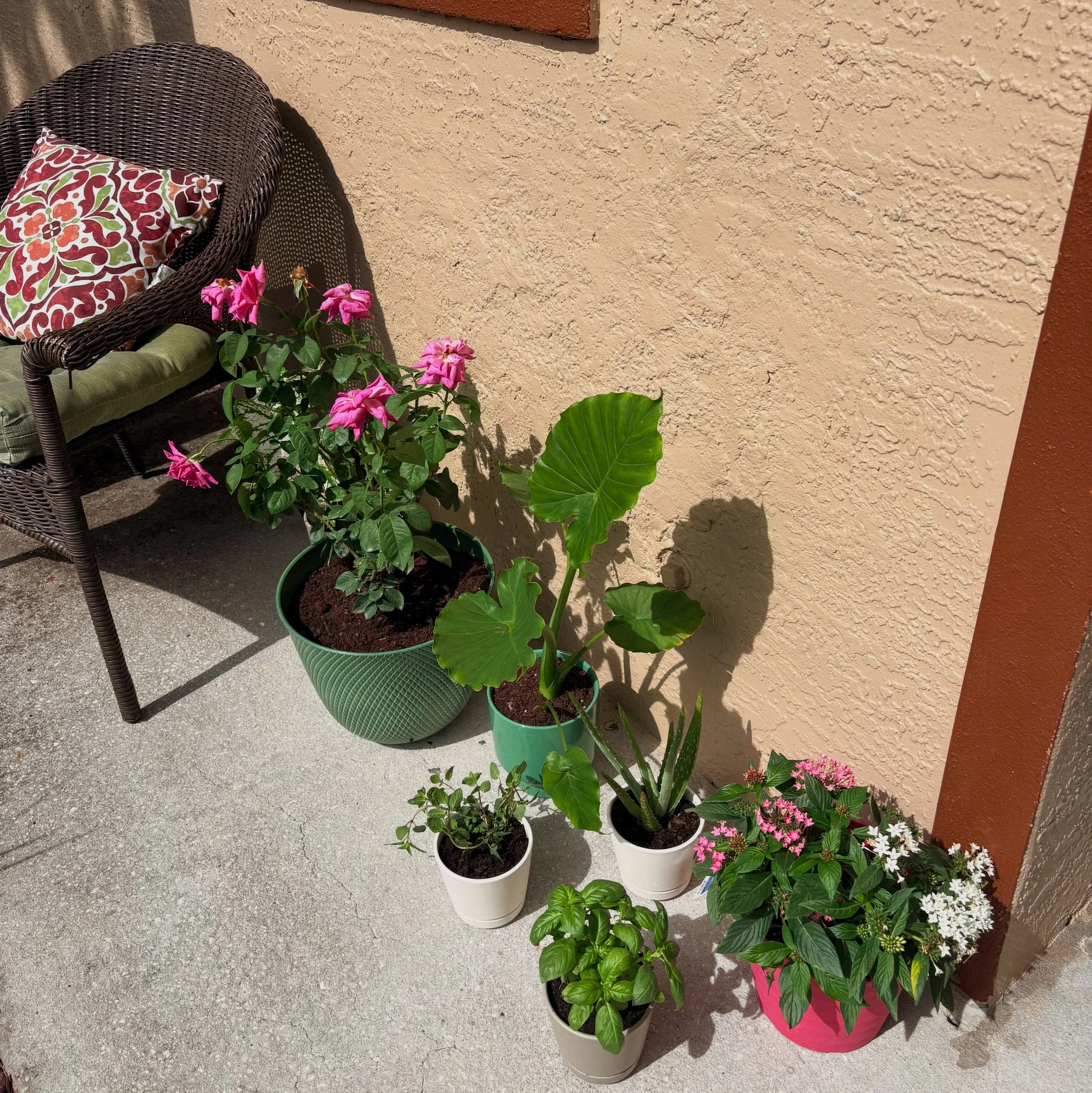 new plant mommy 🌿💞