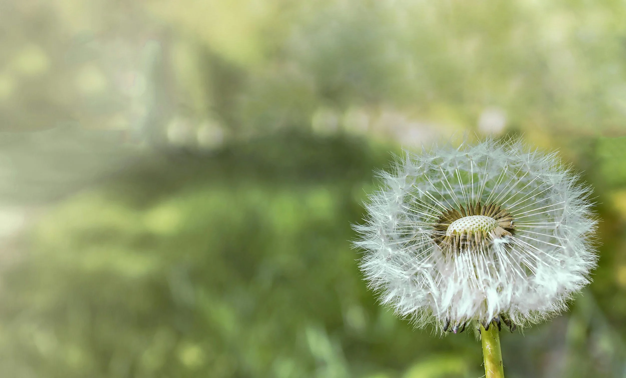Close-up of a dandelion seed head with a blurred green background.