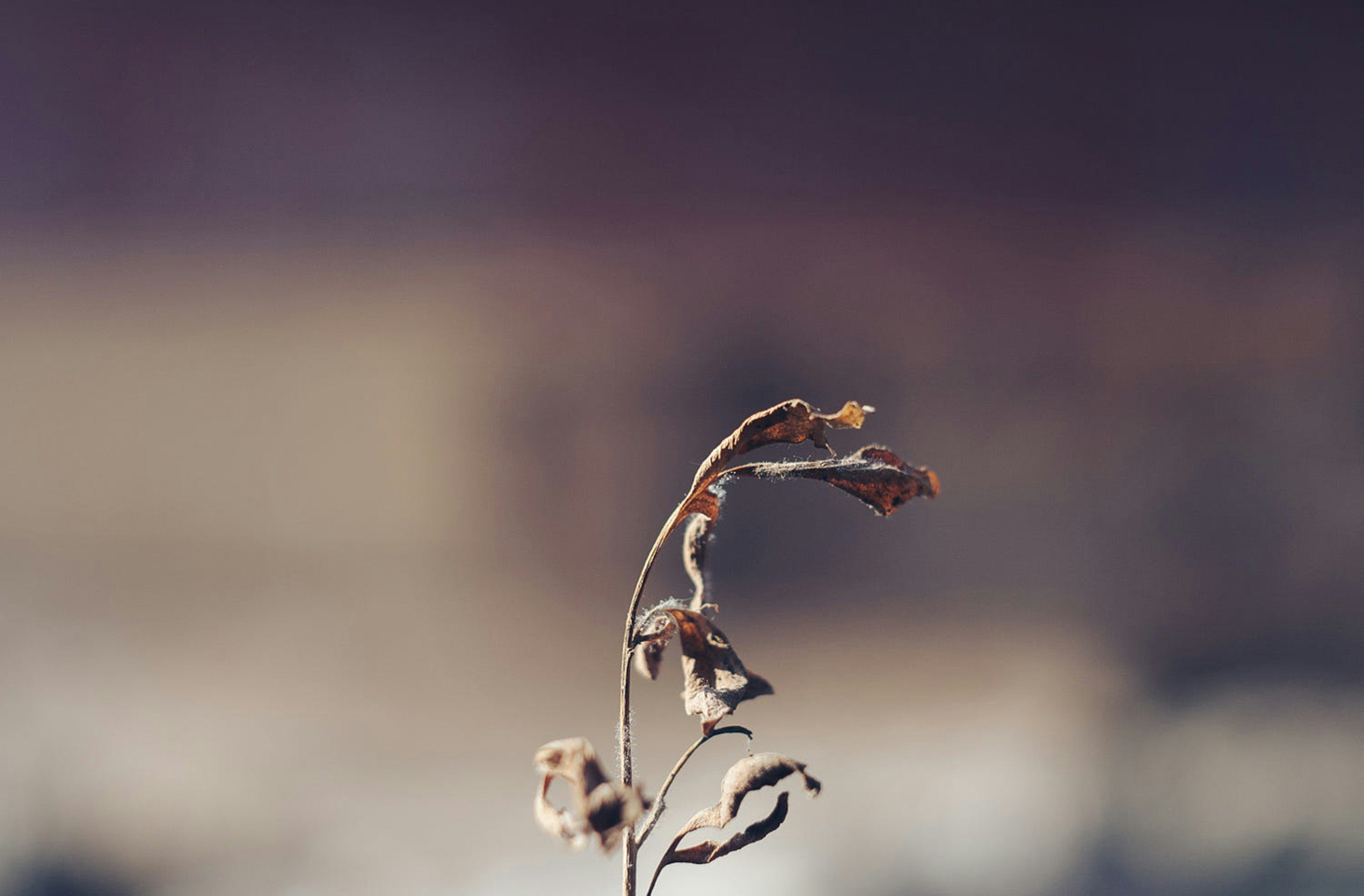 A close-up of a dried, withered plant stem with curled and desiccated leaves against a blurred background.