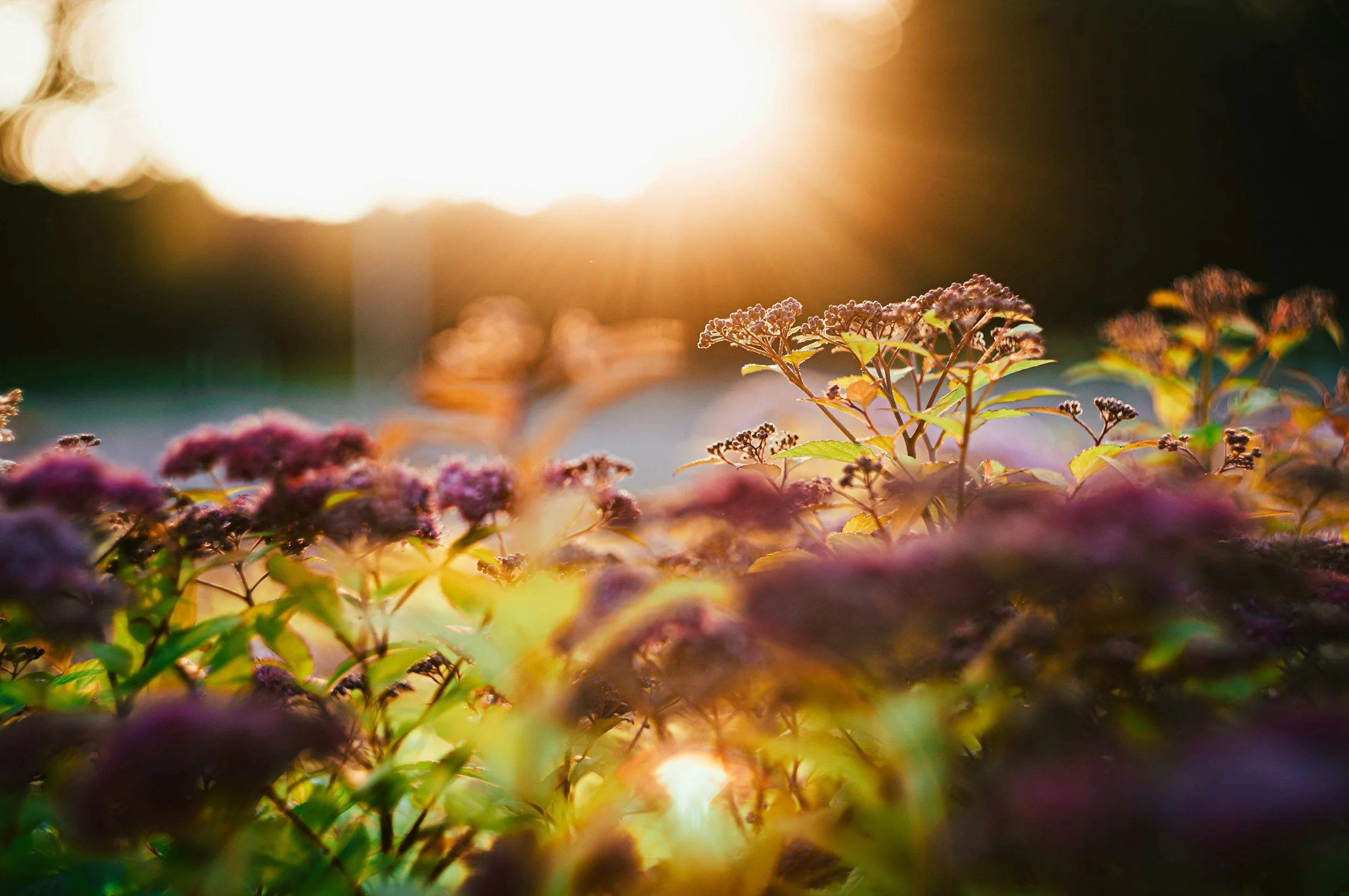 Close-up of purple and green flowering plants in foreground illuminated by warm sunlight in the background.