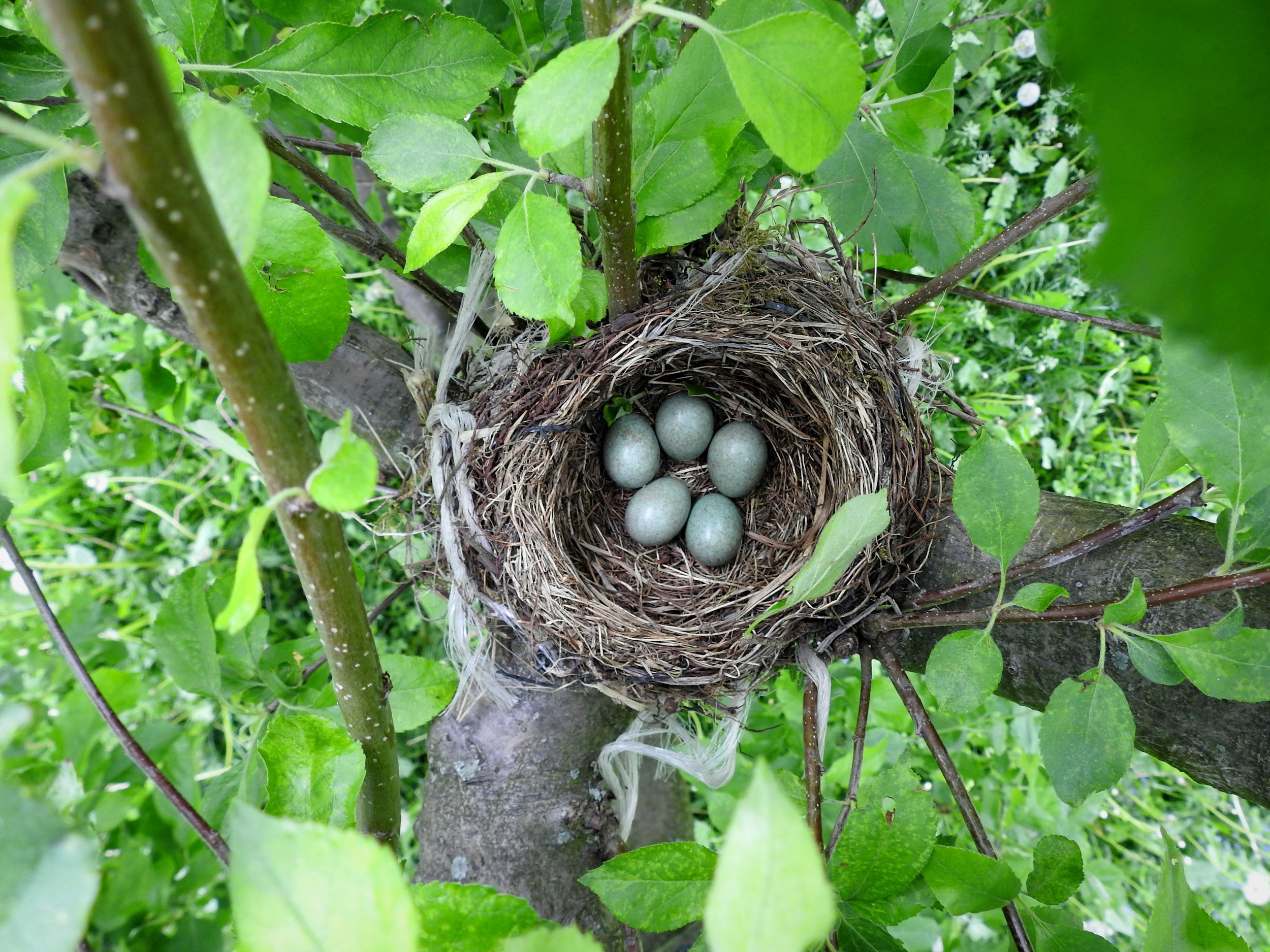 Looking down at birds nest with blue eggs in a tree with green leaves