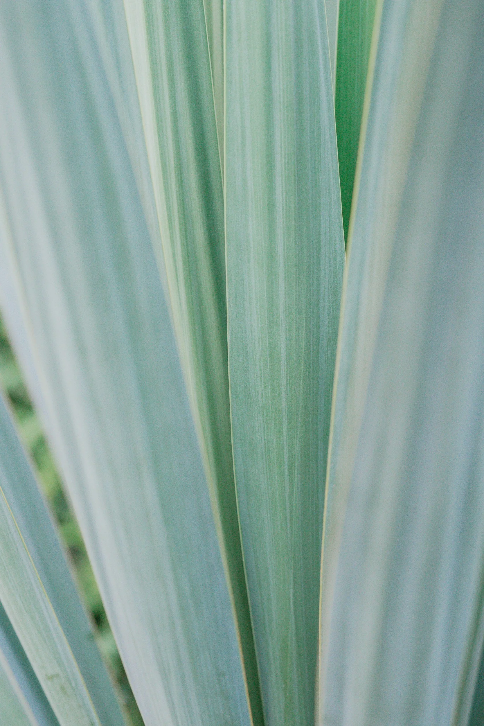 Close-up of green plant leaves with vertical lines and varying shades of green.