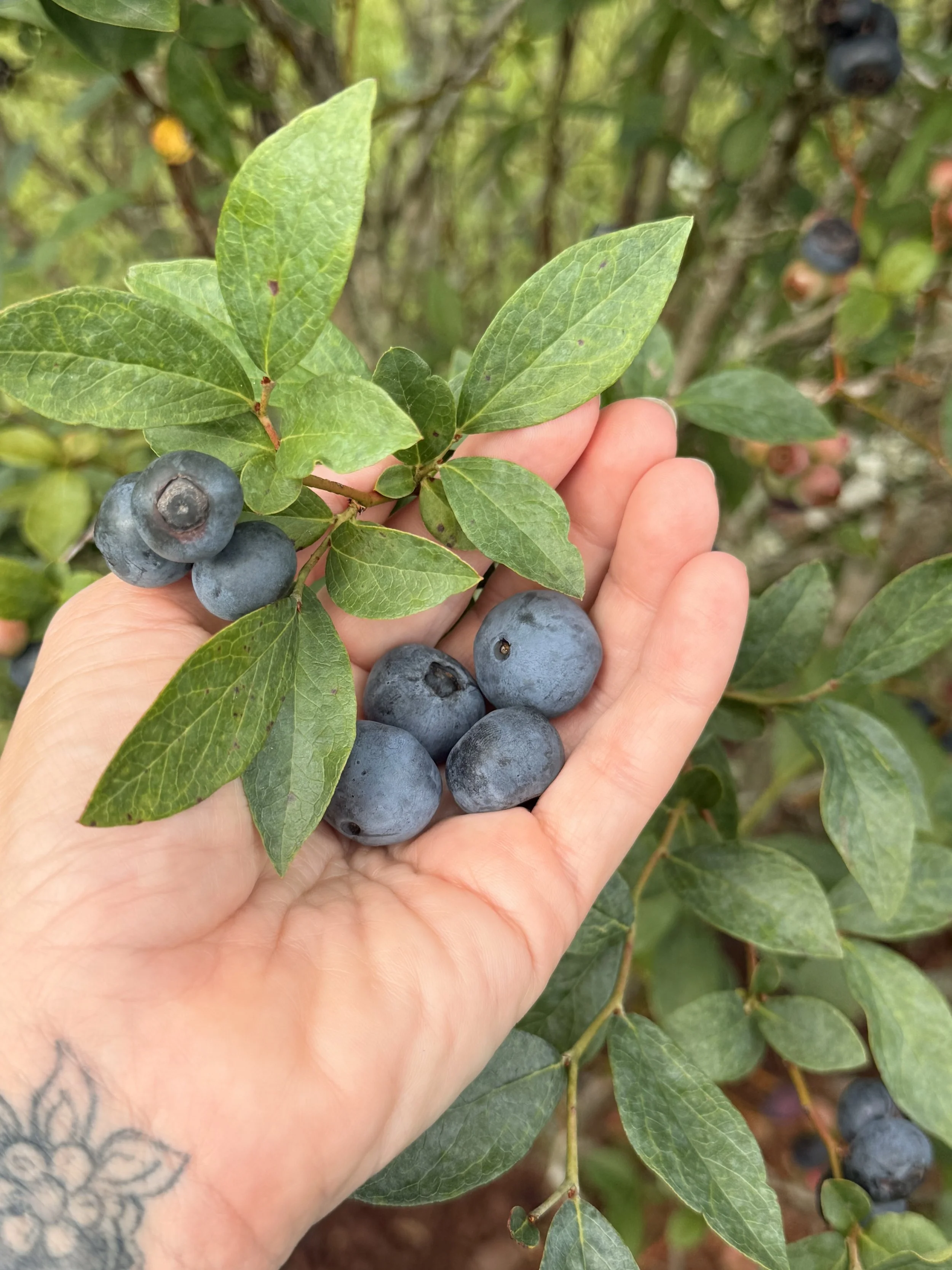 Close-up of a hand holding a branch with green leaves and ripe blueberries on a blueberry bush.