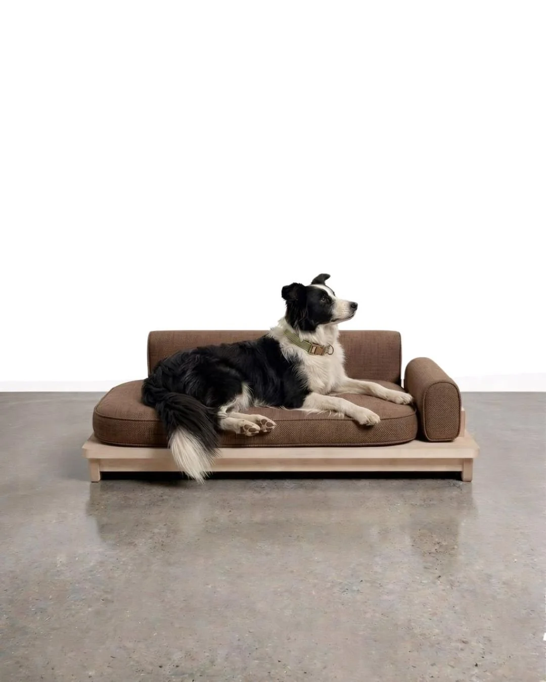 Perro de raza border collie acostado en una cama de taller etéreo de color marrón en un espacio minimalista con piso de concreto y pared blanca