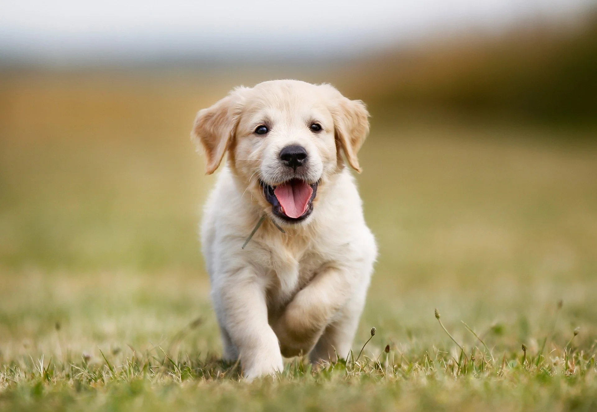 Pet Urine Treatment