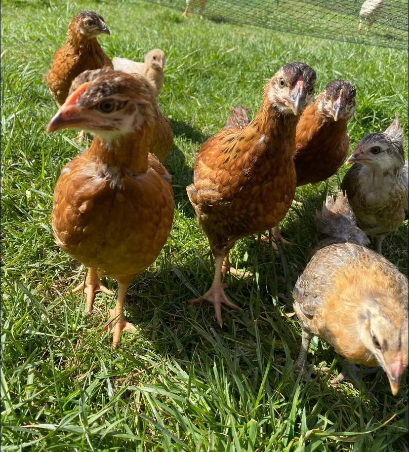 Group of chickens and chicks outdoors on green grass