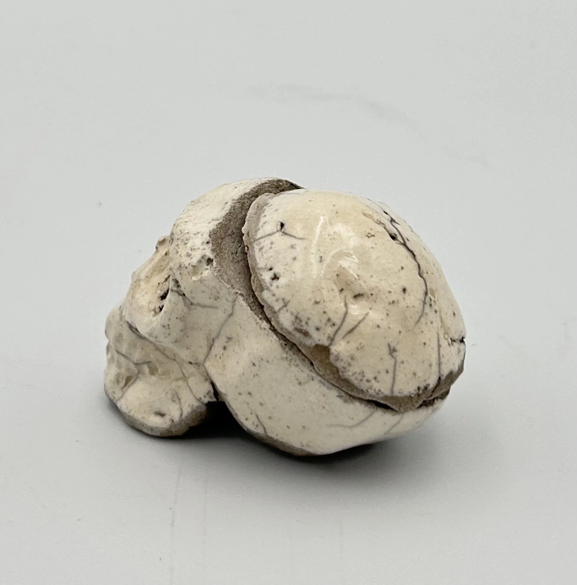 skull lid4.jpeg