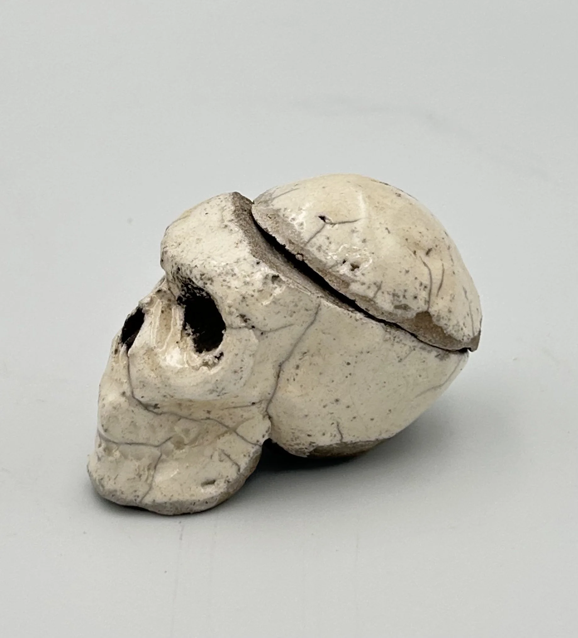 skull lid5.jpeg